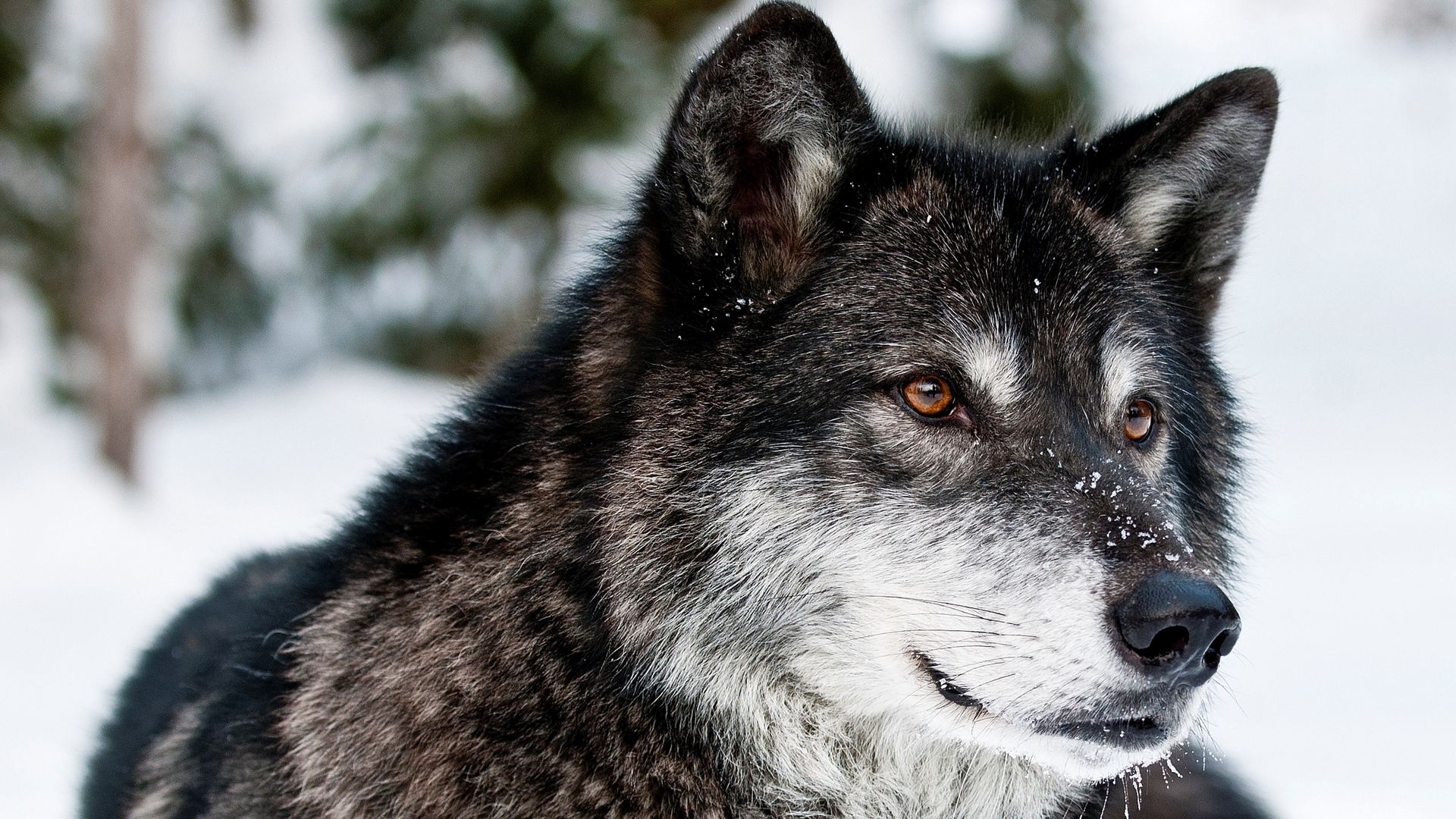 Gray Wolf Wallpapers Hd
