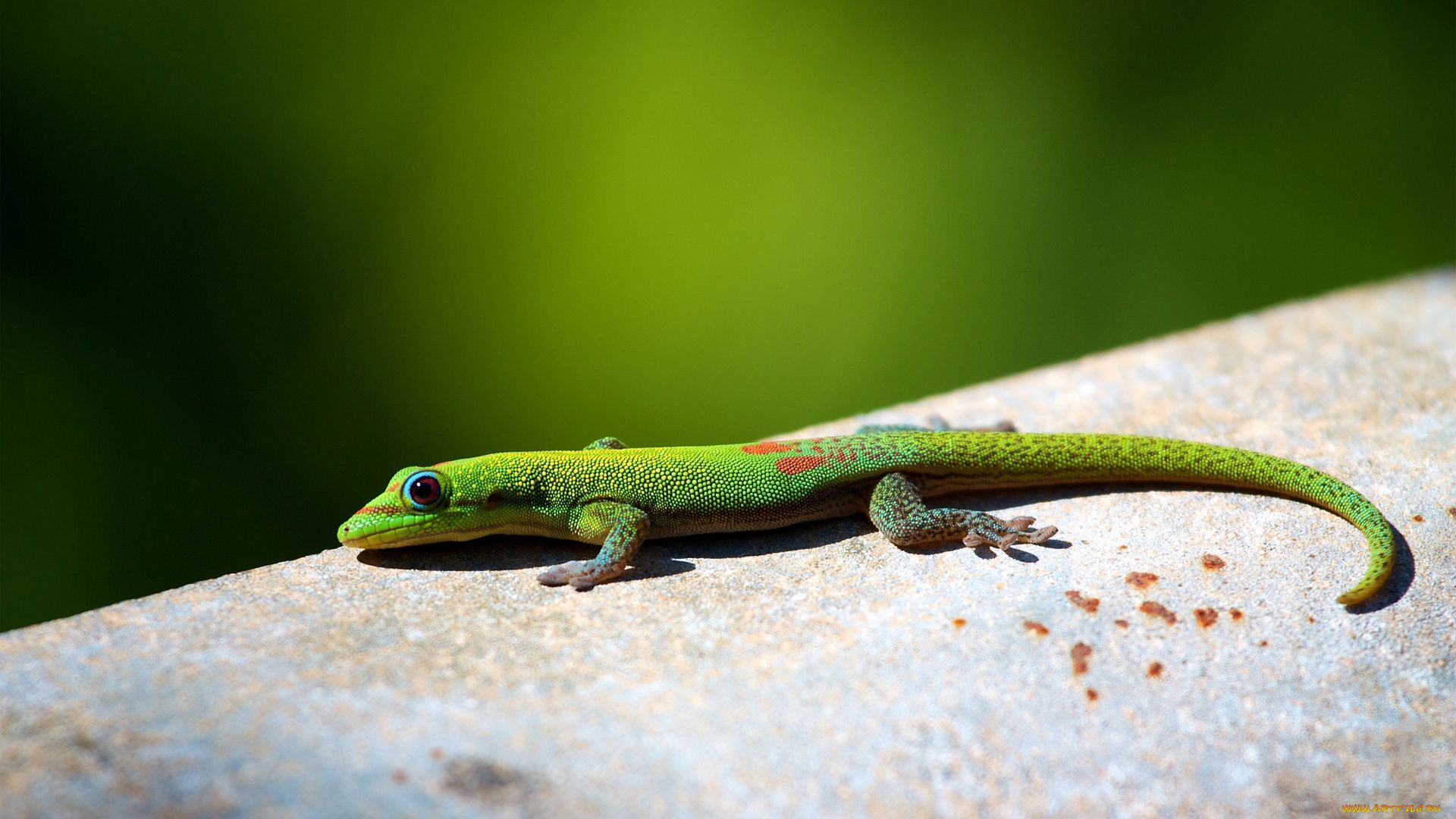 Green Gecko Phelsuma