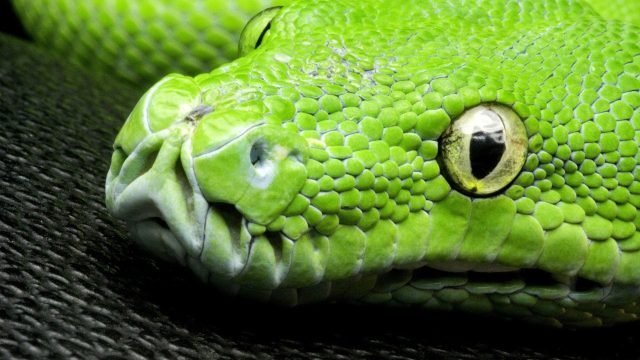 Green Python Photo