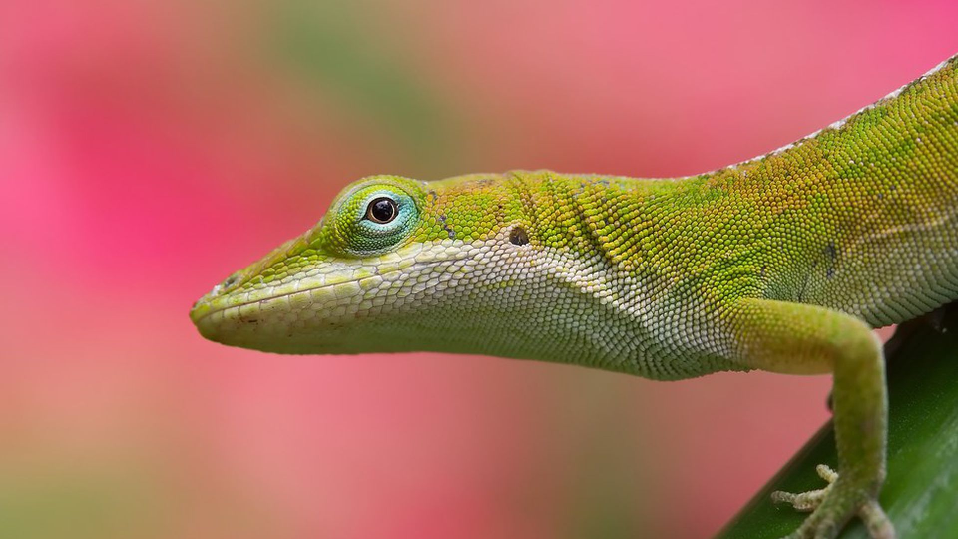 Green Anolis Lizard
