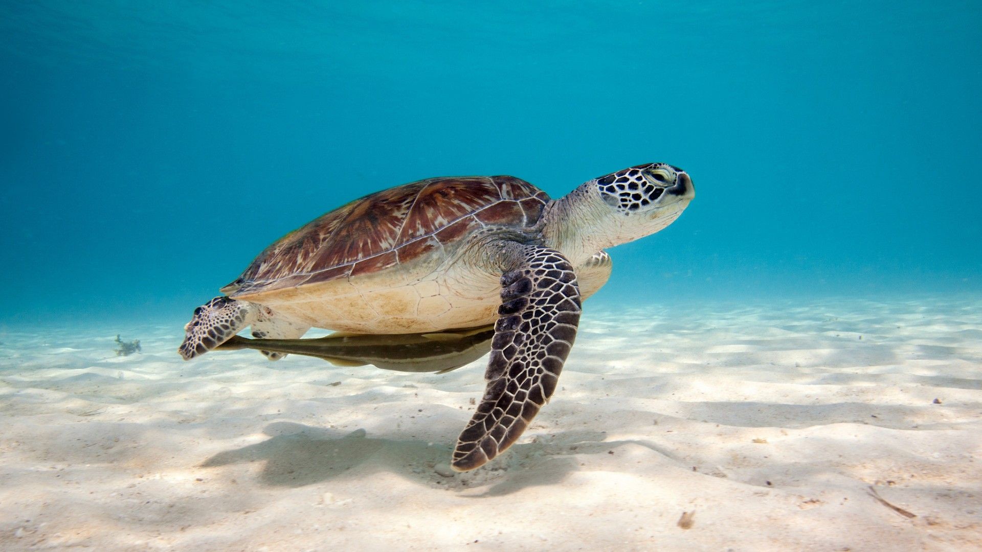 Green Sea Turtle Photo