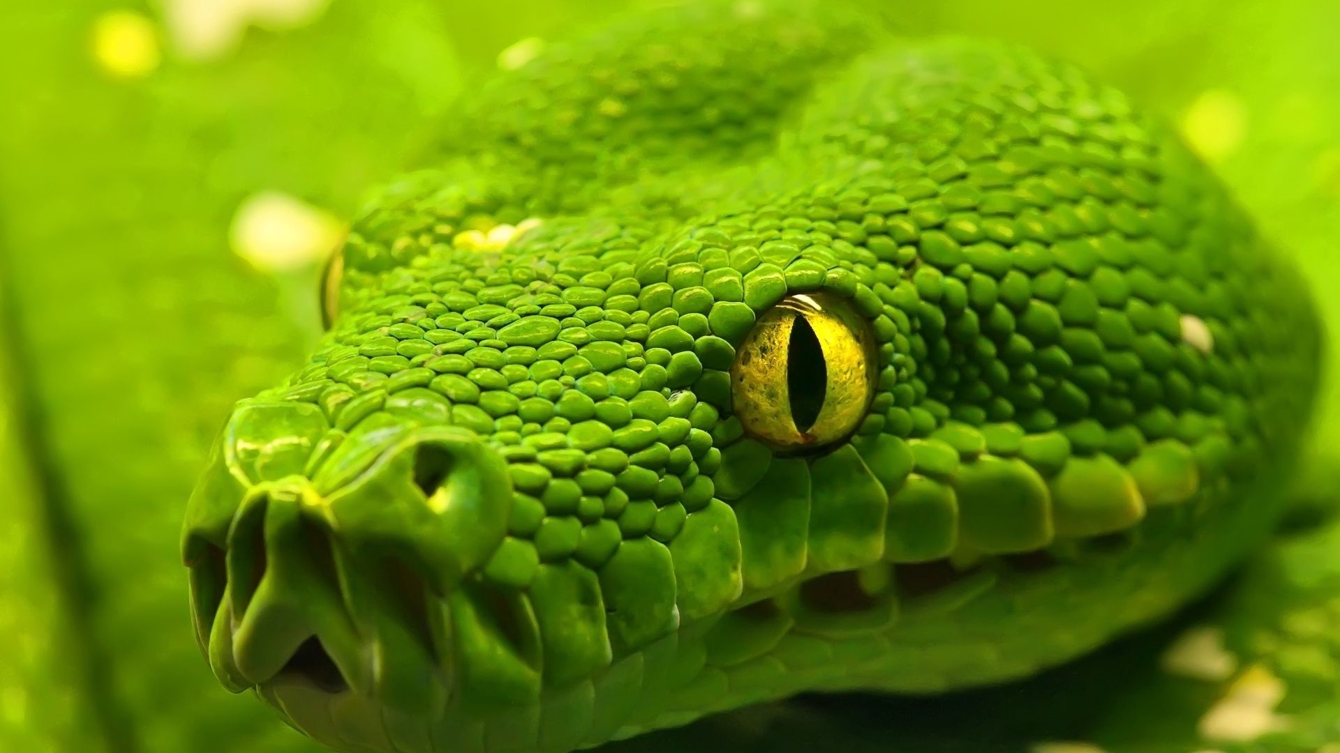 Green Snake Eyes