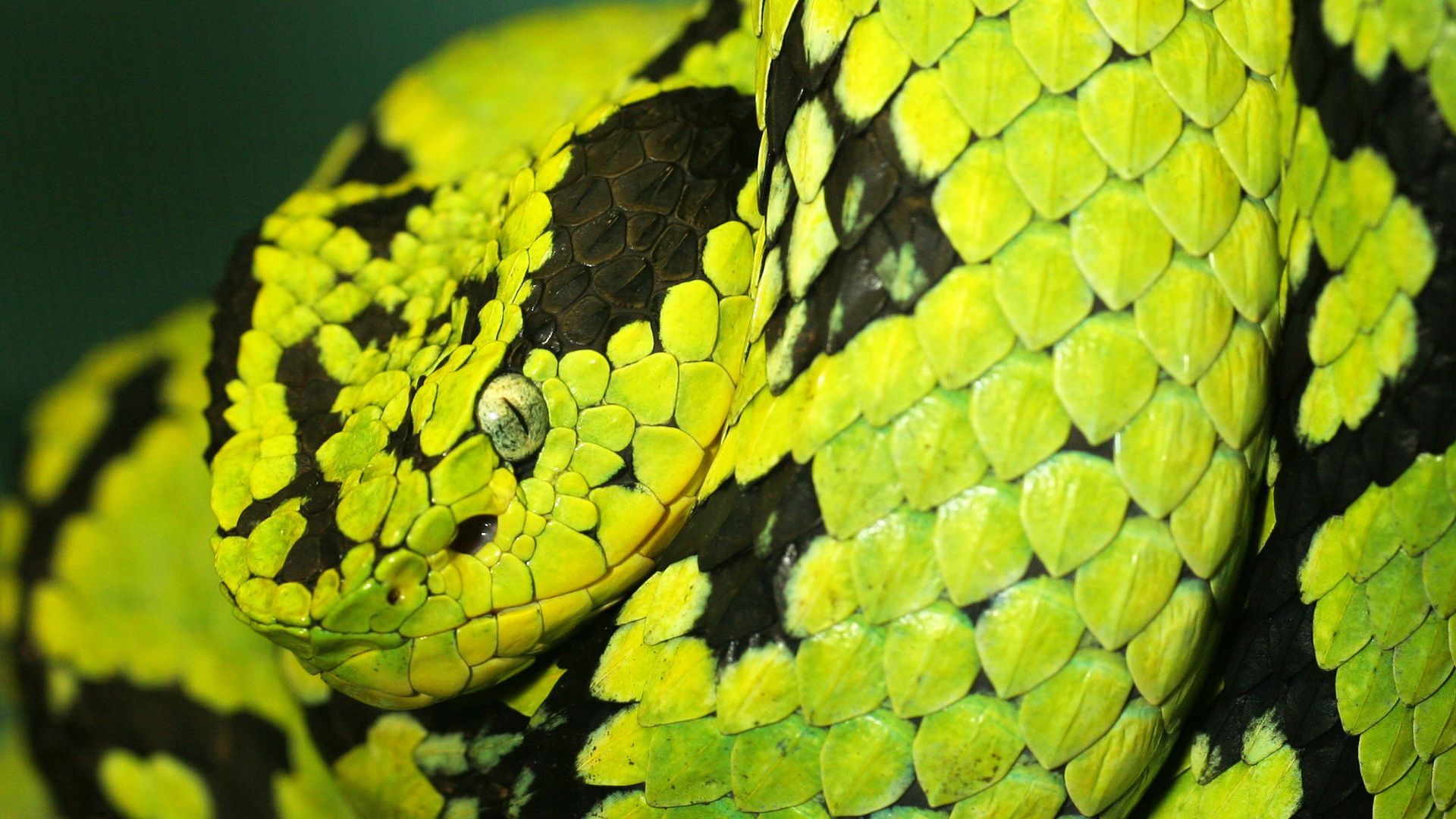 Green Snake Photo