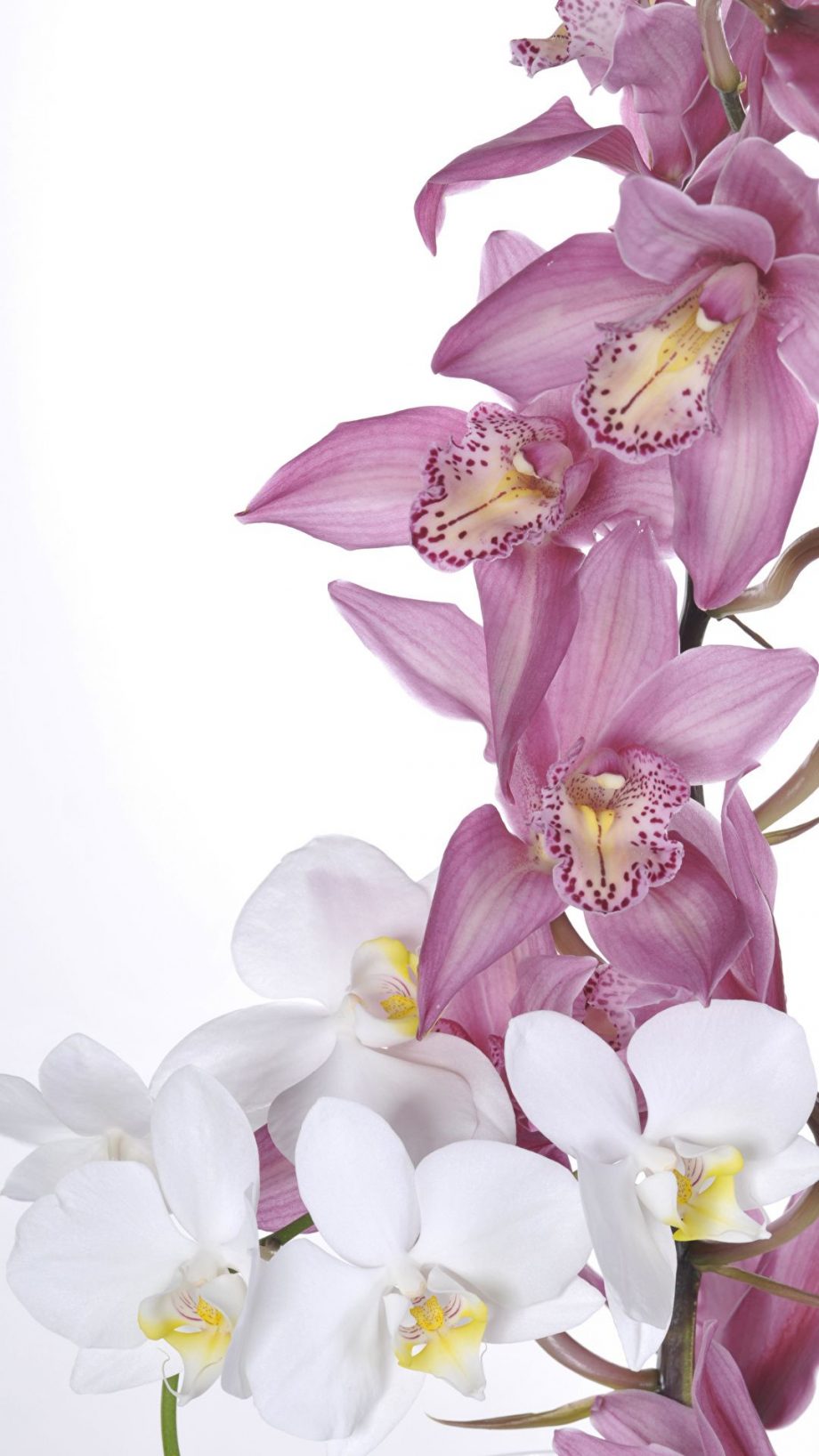 25 Orchid Flower iPhone Wallpapers - Wallpaperboat