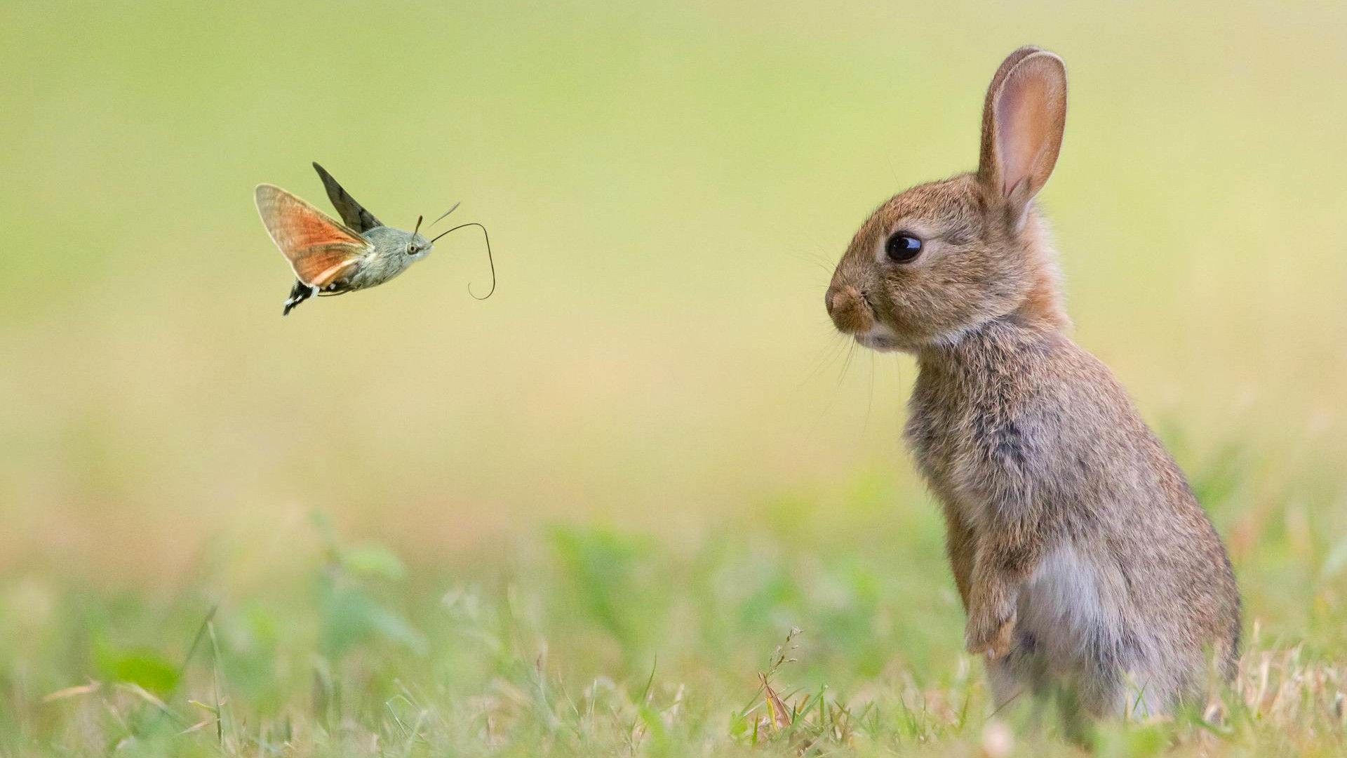 Hare Beautiful Photo