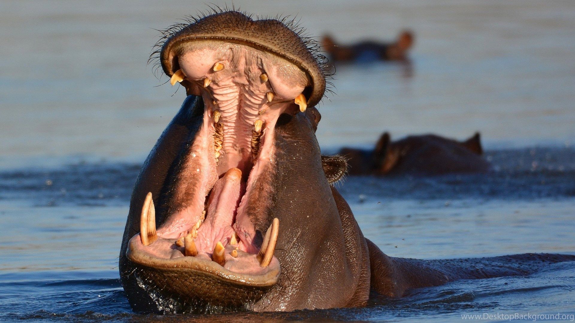 Hippopotamus Or Hippo
