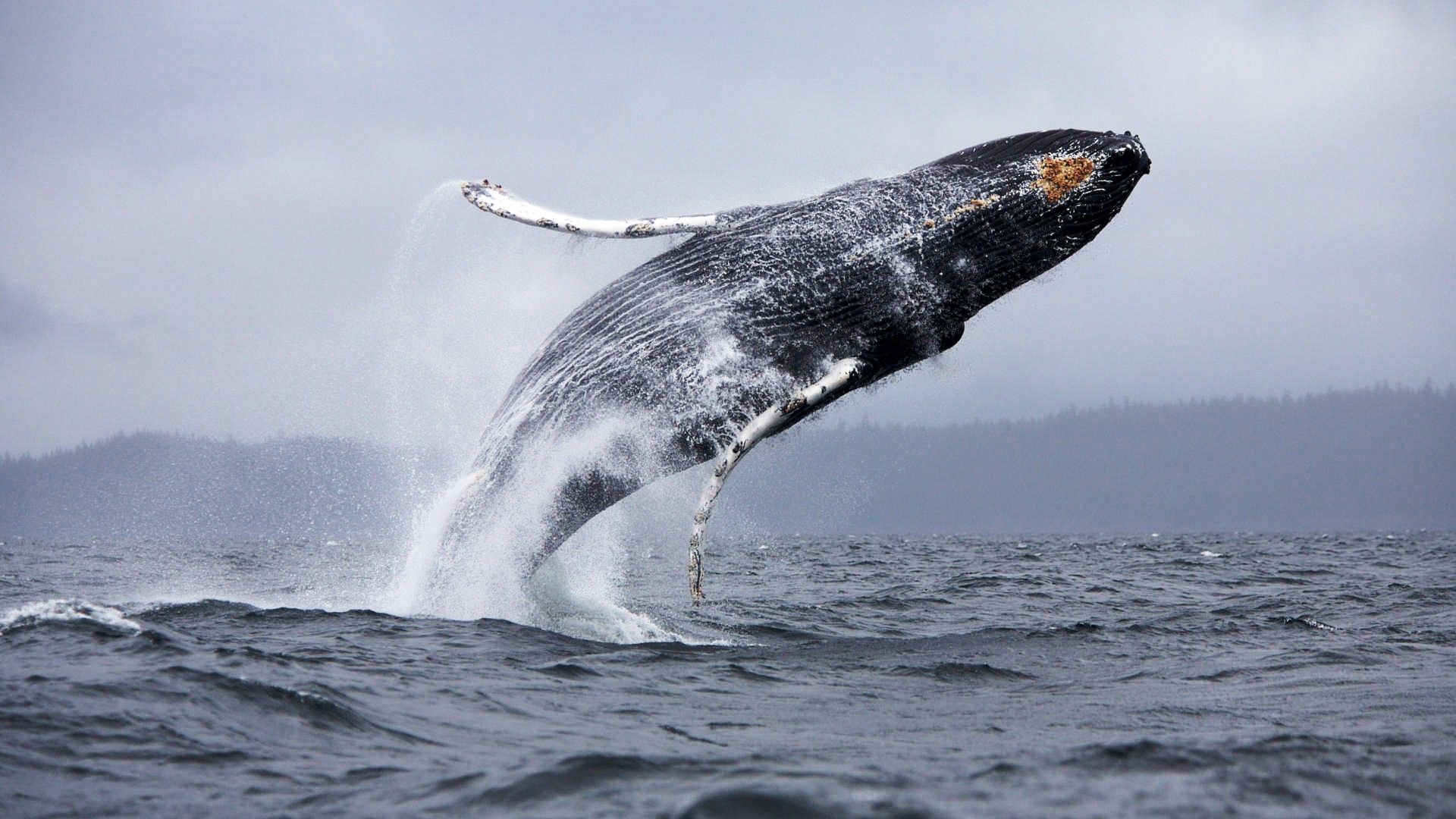 Humpback Whale Photo