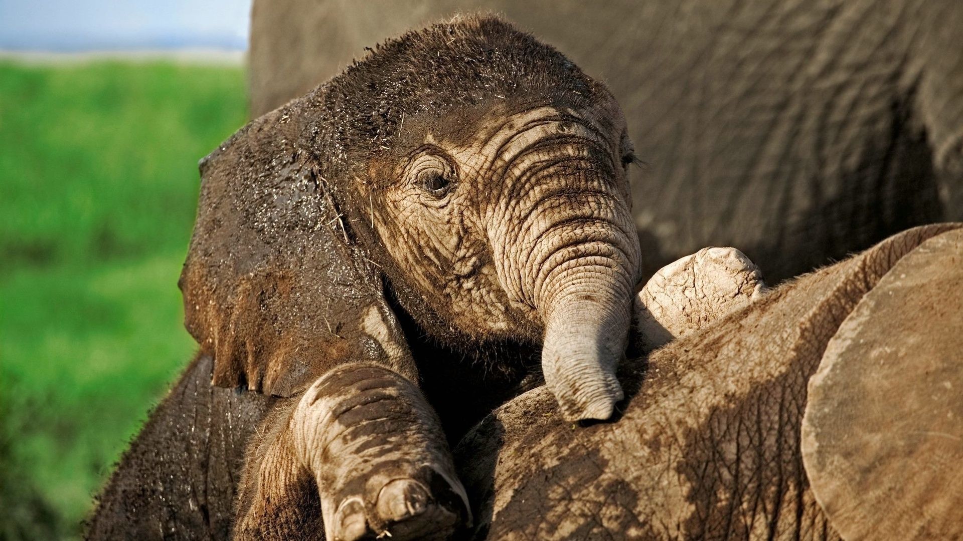 Images For Desktop Hd Elephants