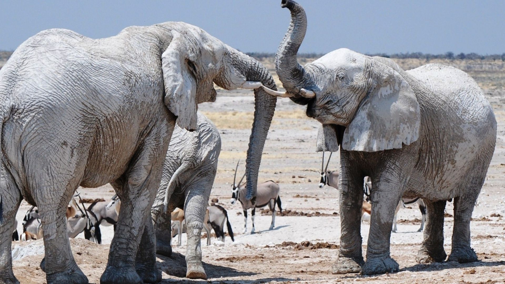 Interesting Photo Of The Elephants