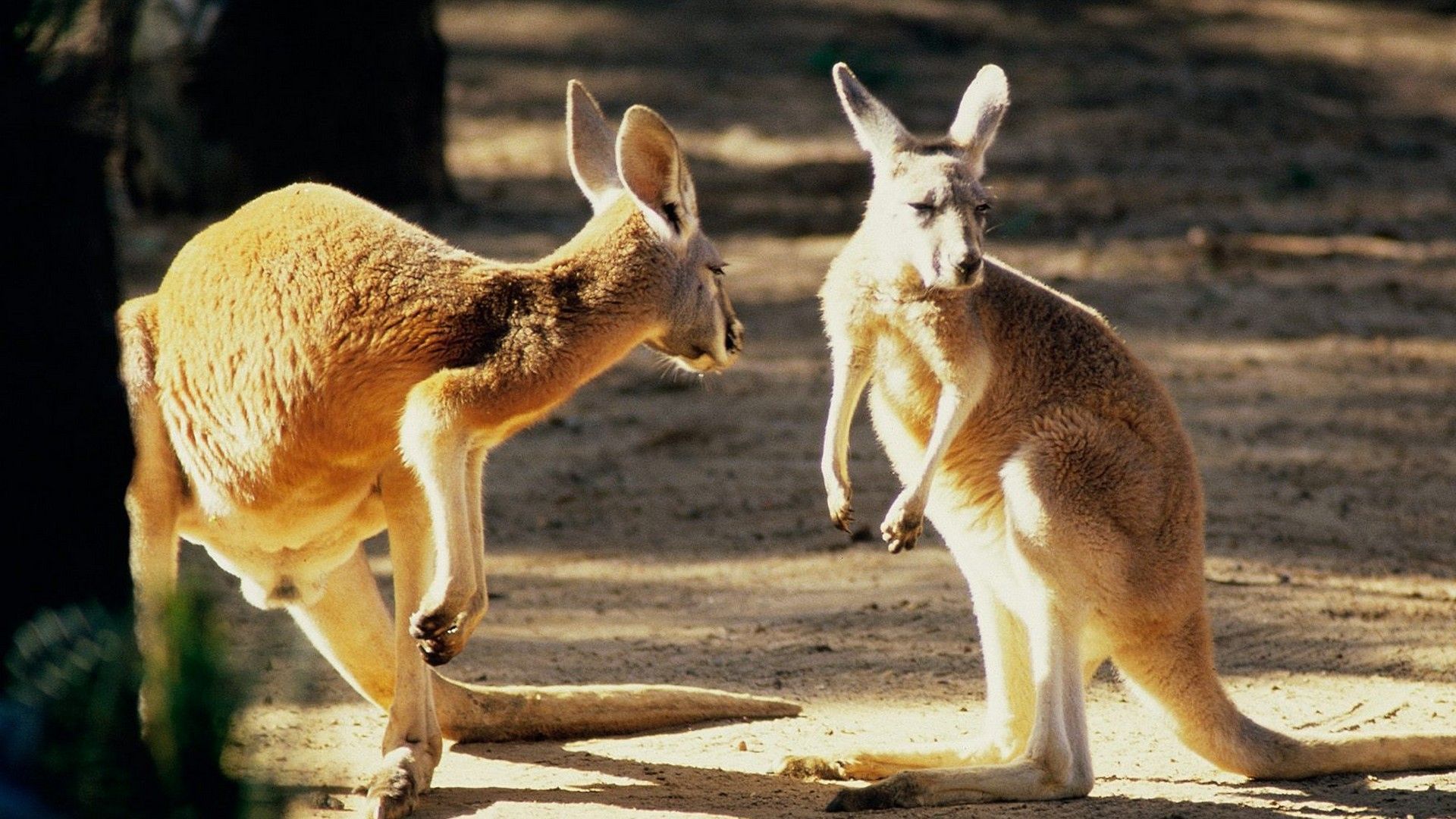 Kangaroo Animals