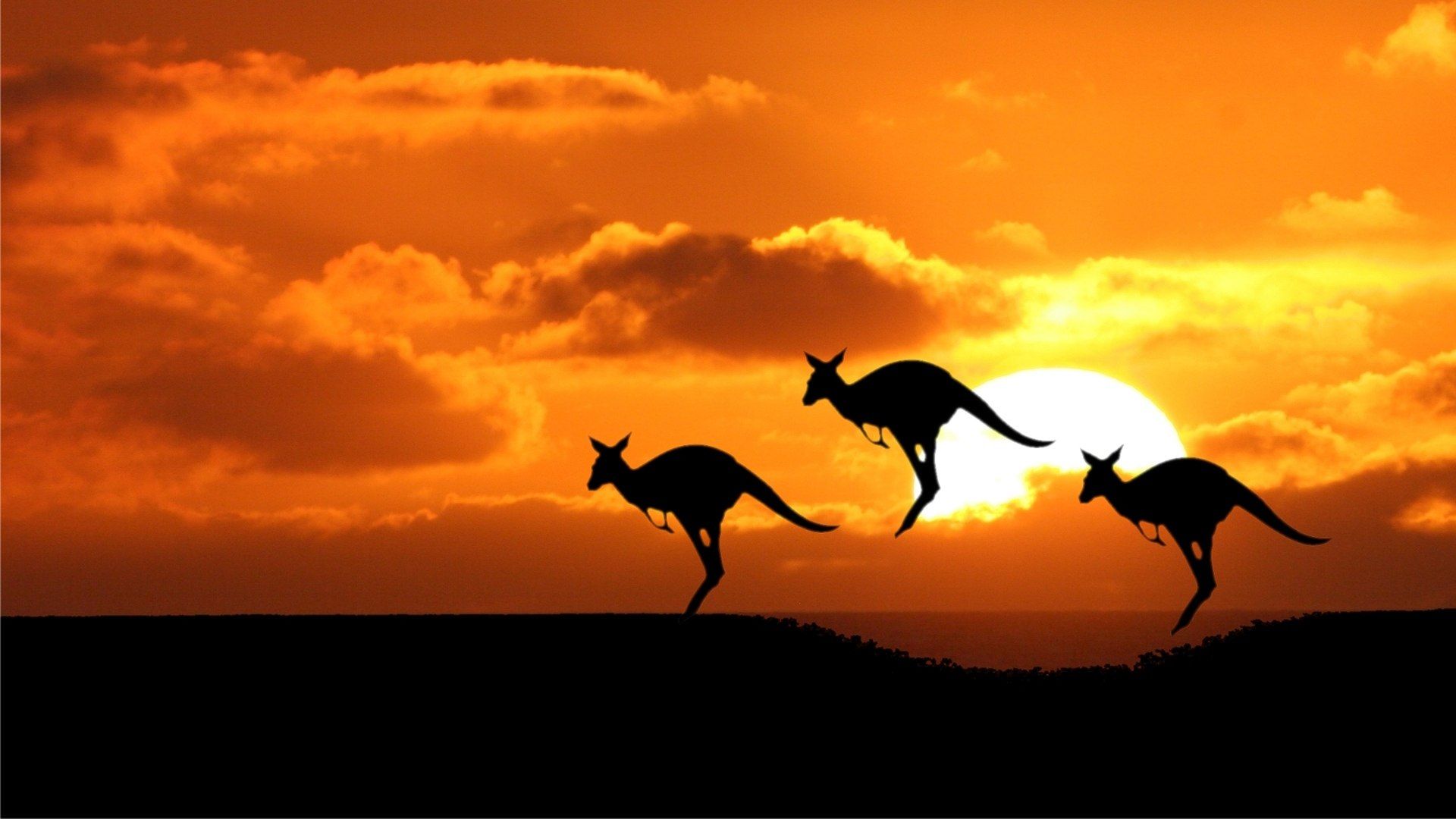 Kangaroo At Sunset