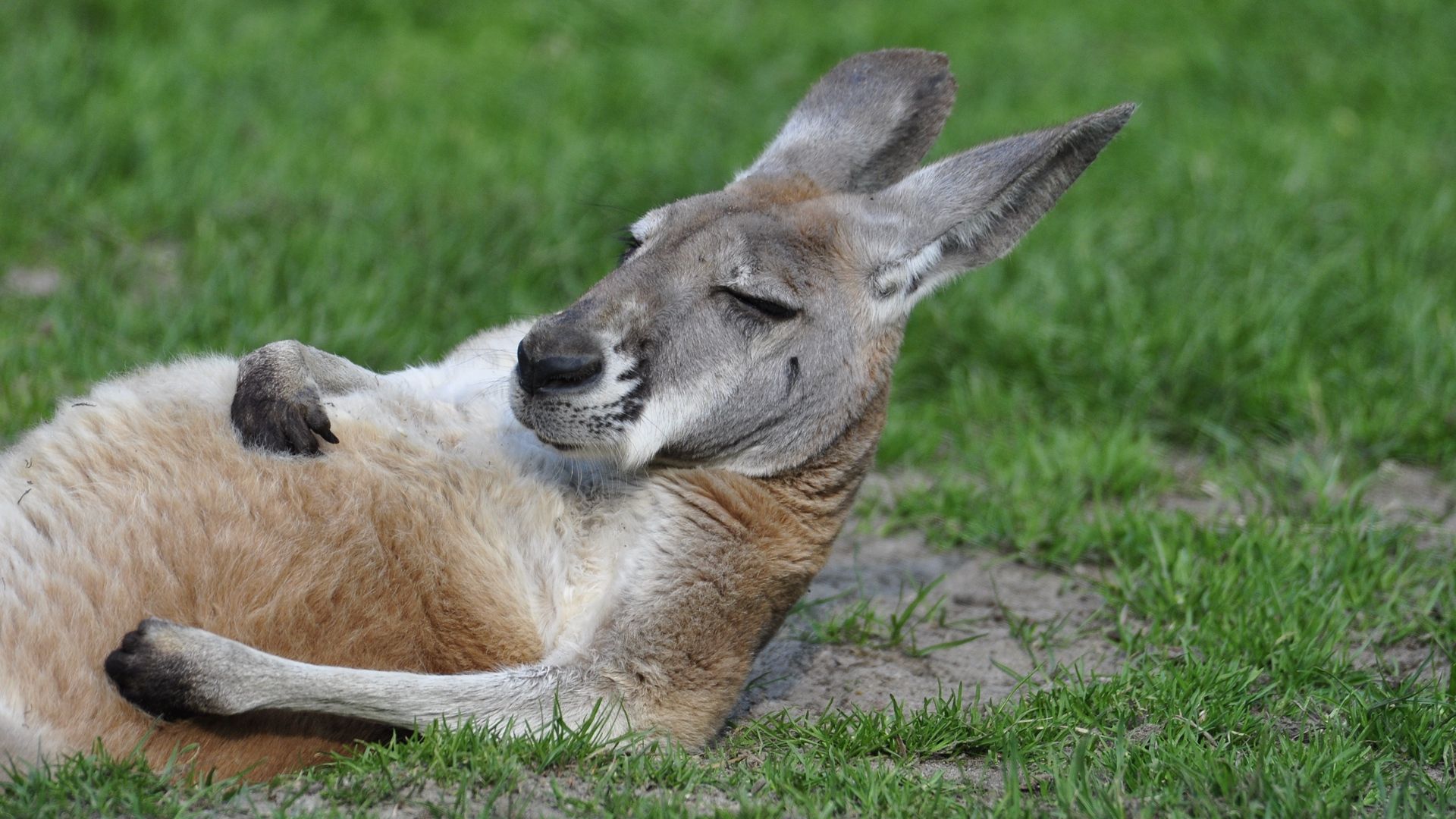 Kangaroo Funny Pictures