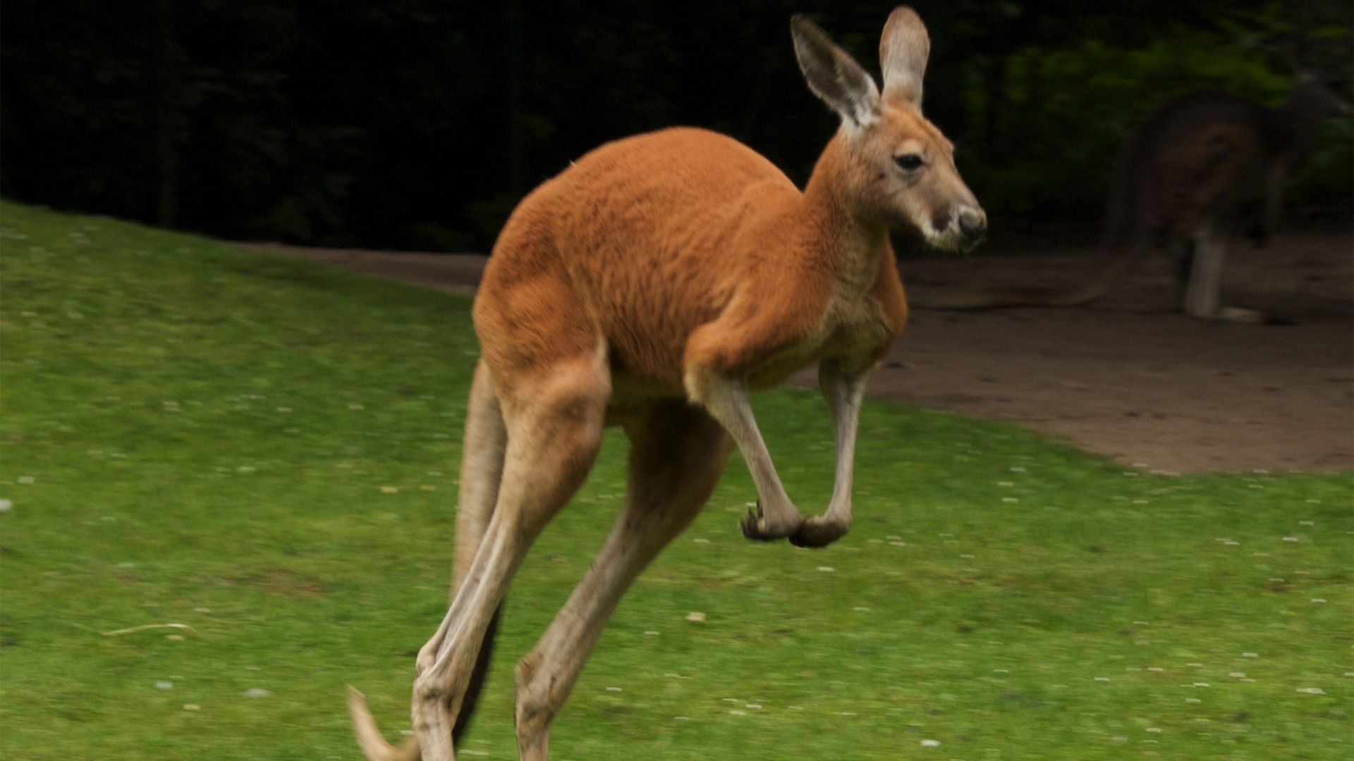 Kangaroo Pictures