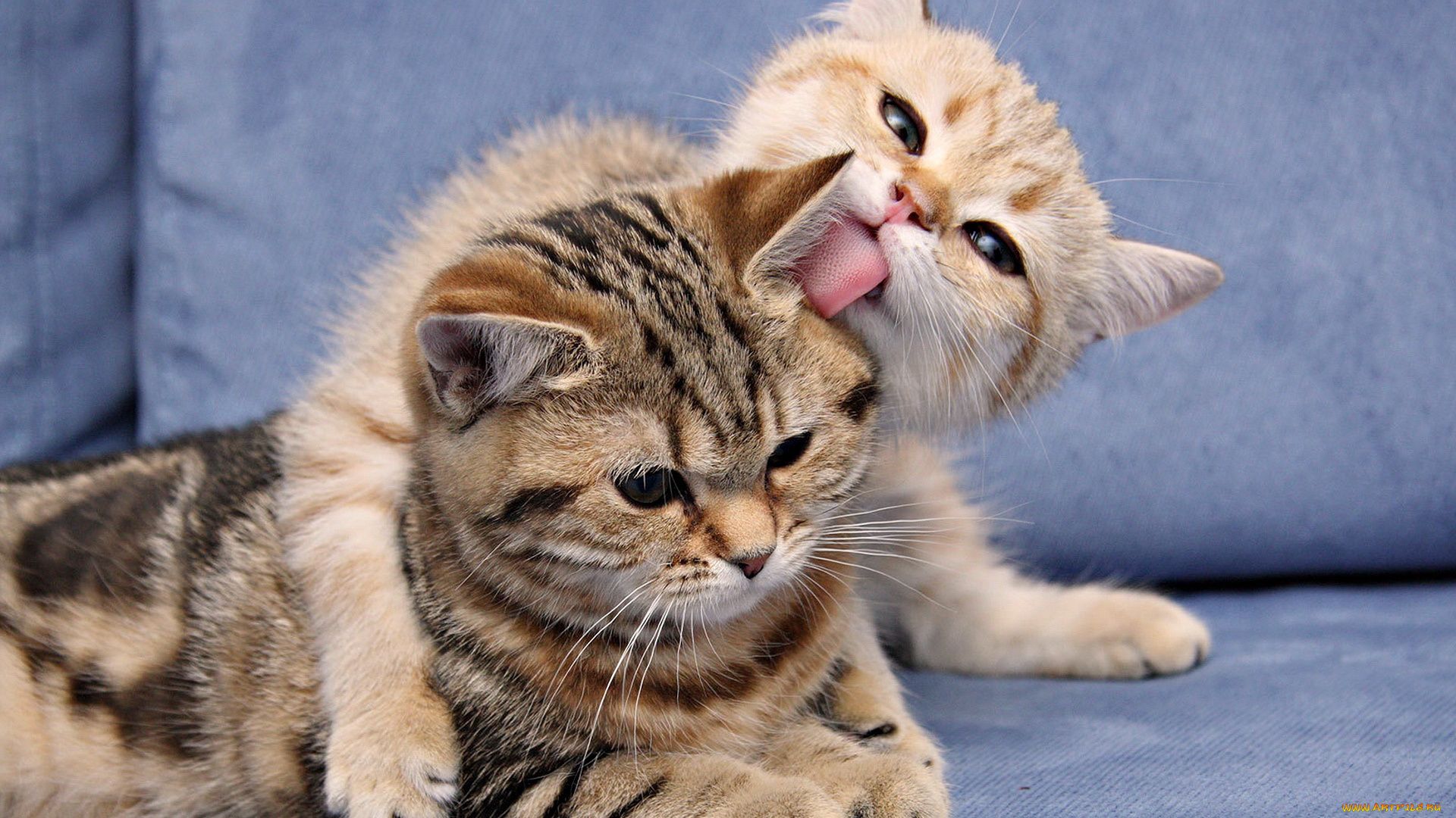 Kittens Tenderness 