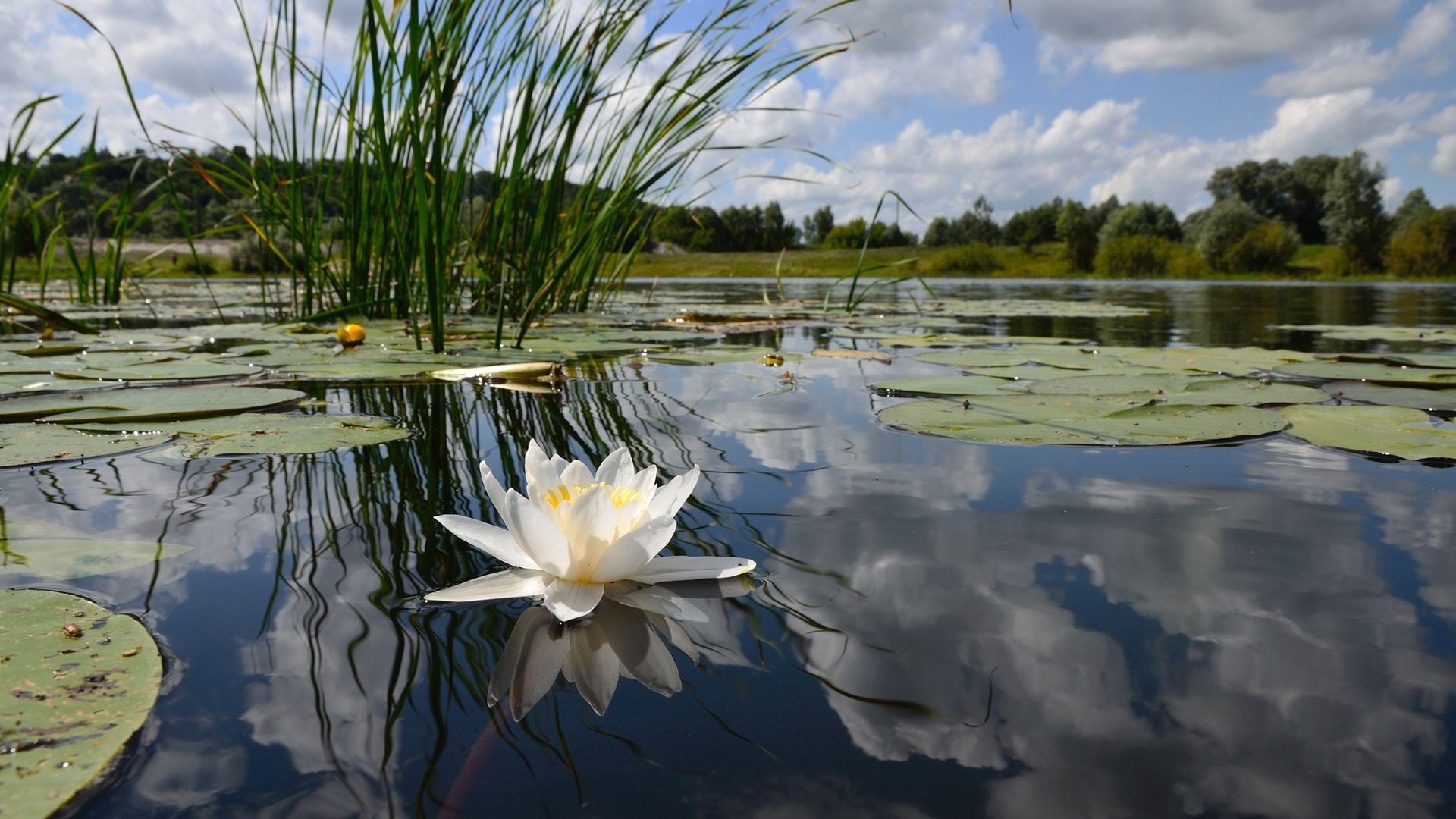 Lake With Water Lilies Photo