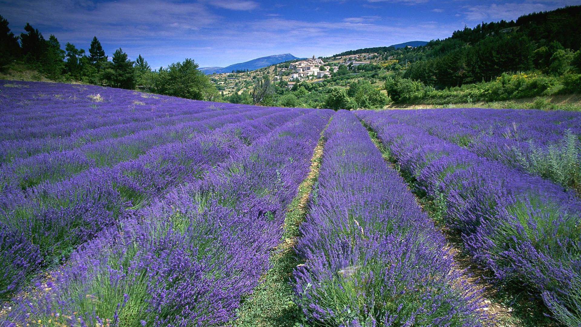 Lavender Field Wallpaper