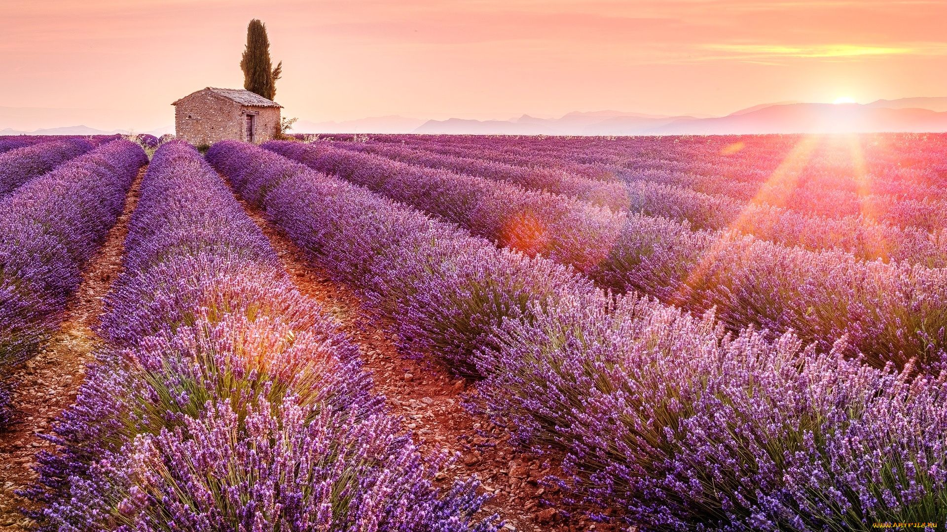 Lavender Field Photo