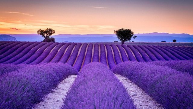 Lavender Field Pictures