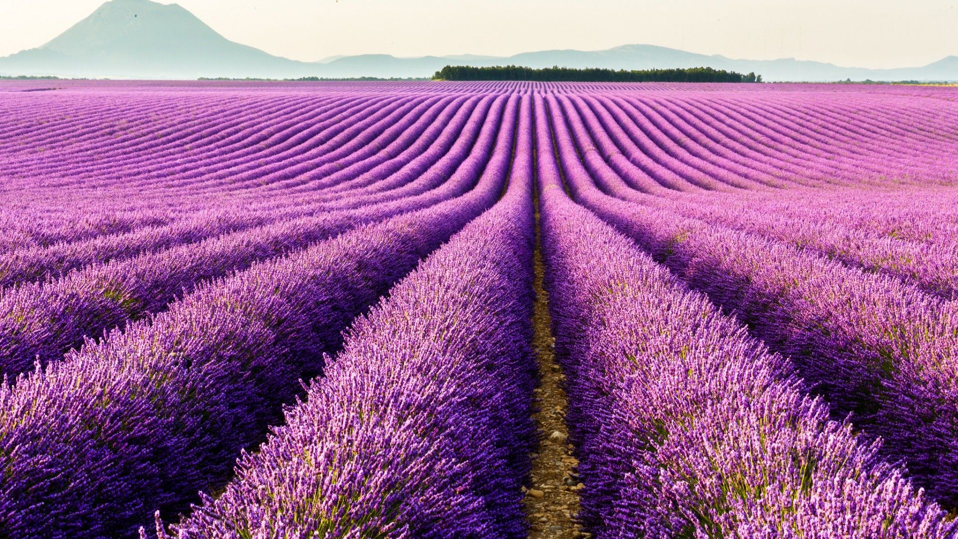 Lavender Field Pictures
