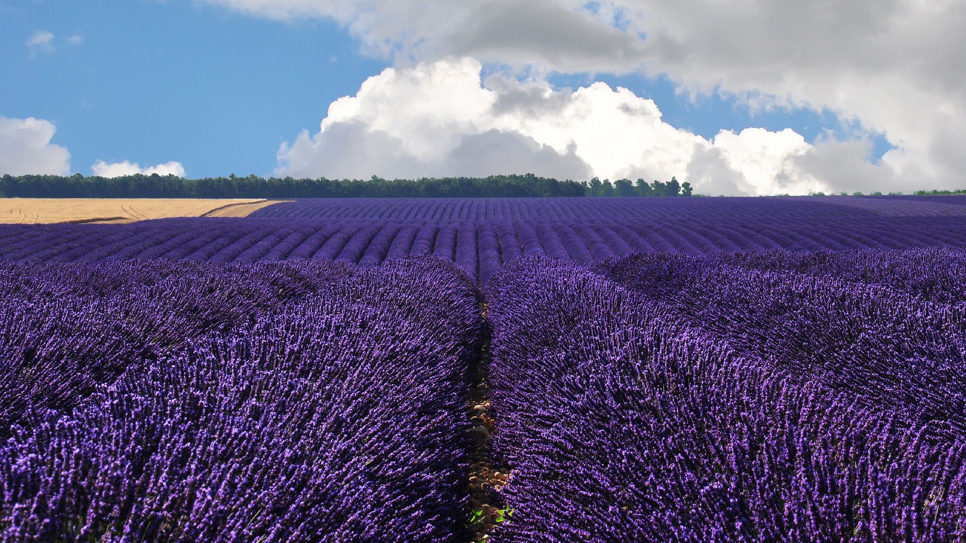 Lavender Fields In Provence