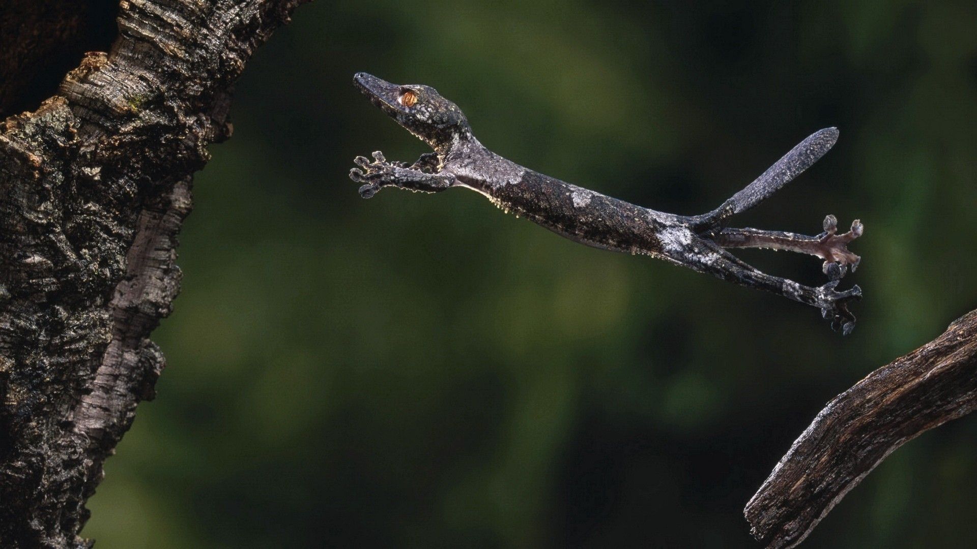 Leaf Tailed Gecko