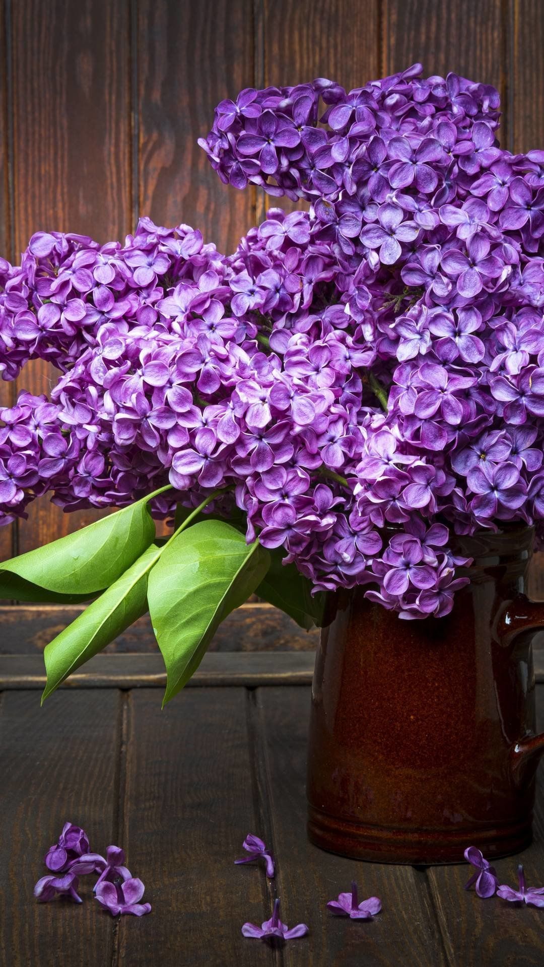 Lilac Flowers Photo