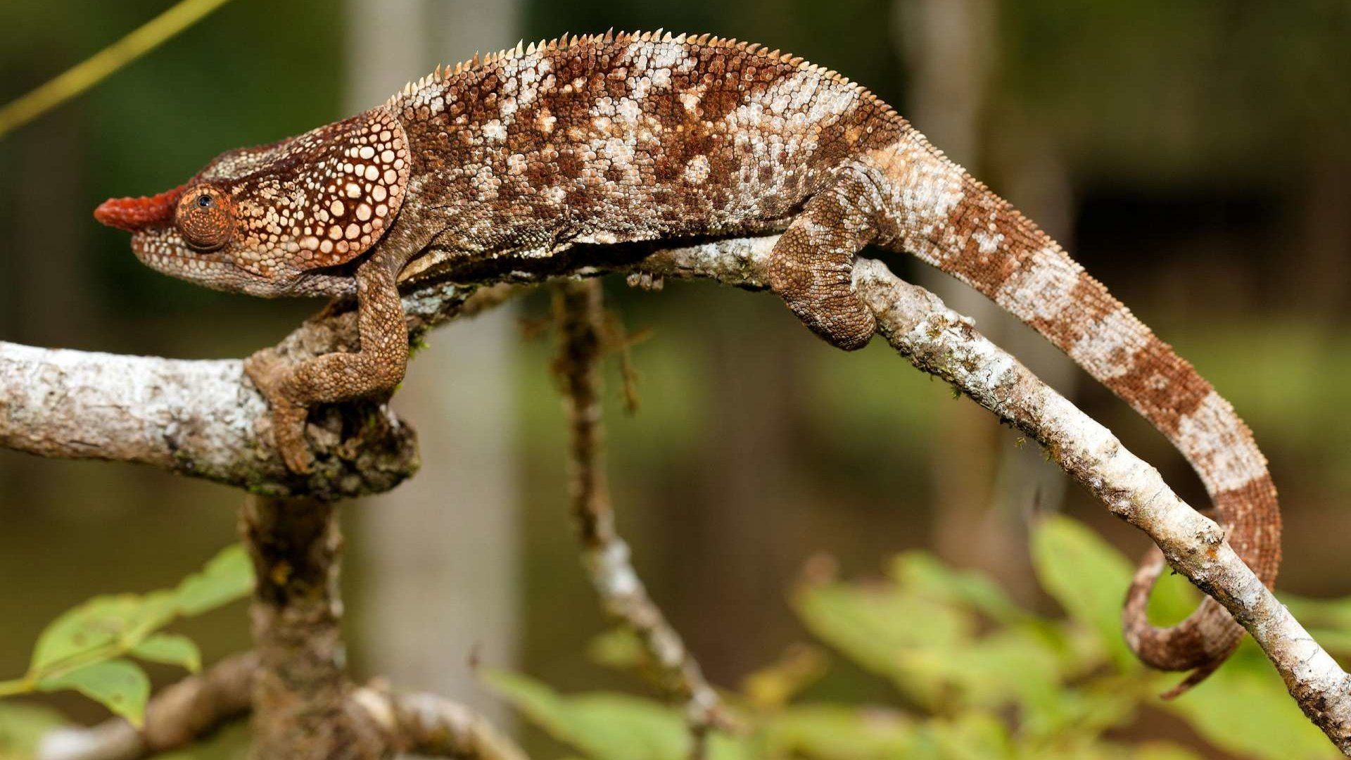 Lizard Chameleon