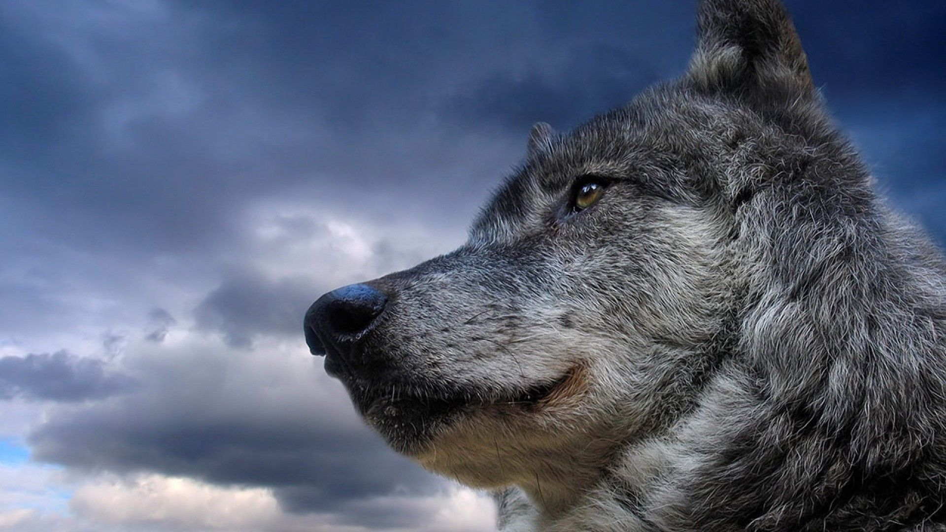 Lone Wolf Photo