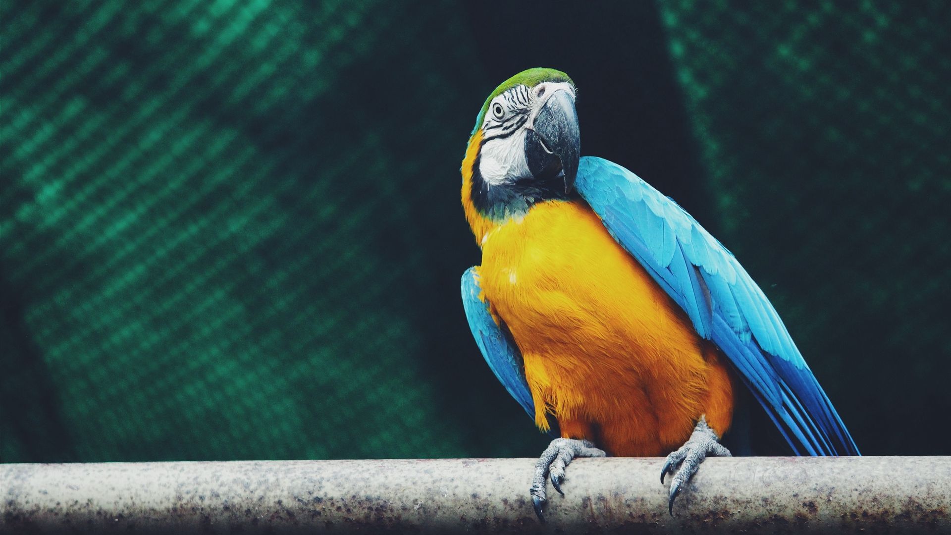 Macaw Parrot Beautiful Photo