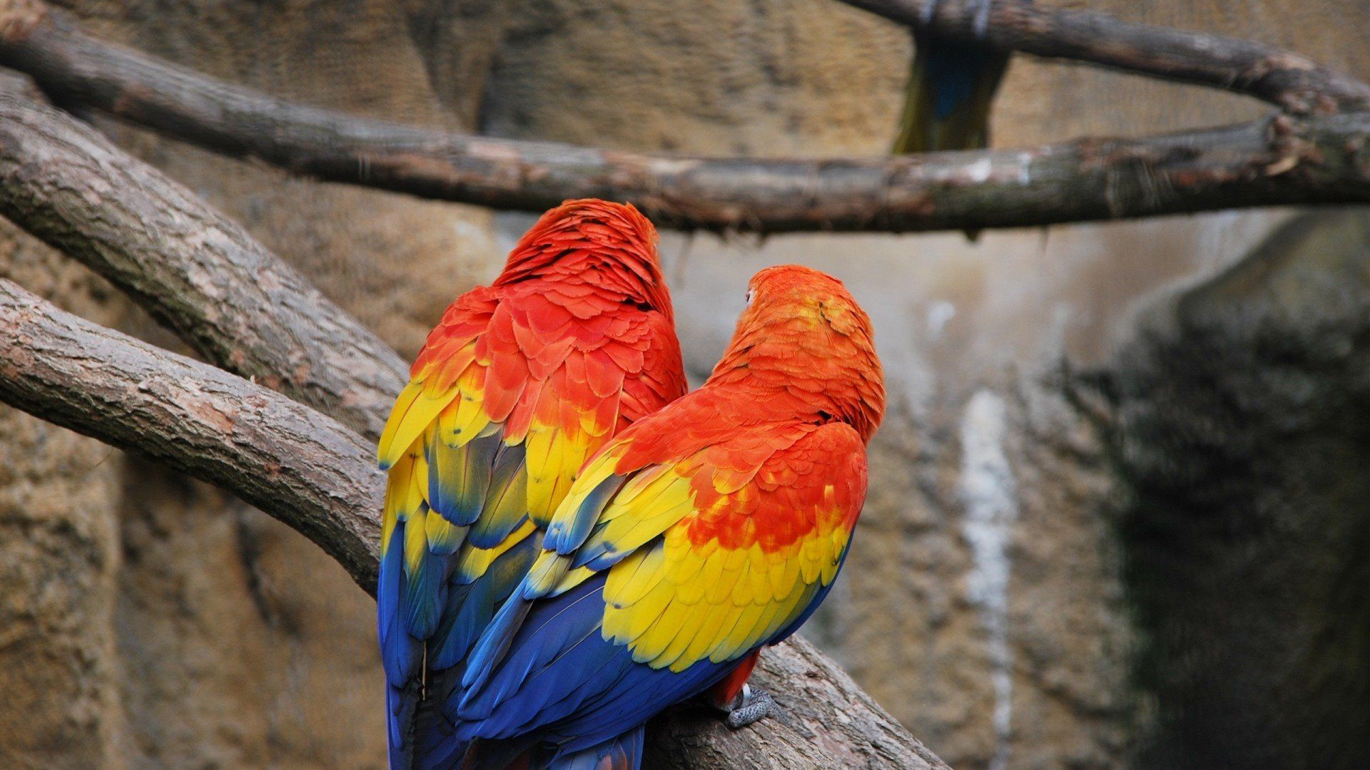 Macaw Parrot Photo