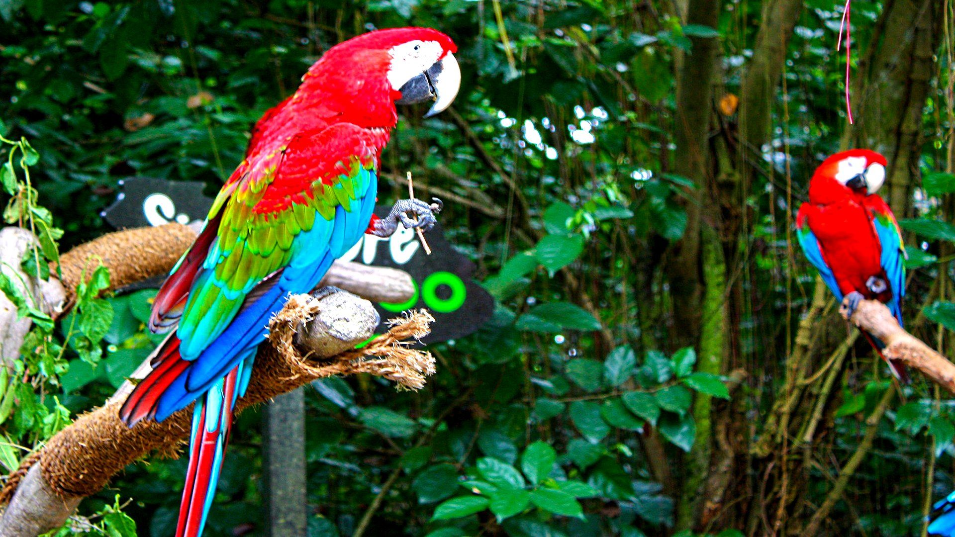 Macaw Parrot Photo