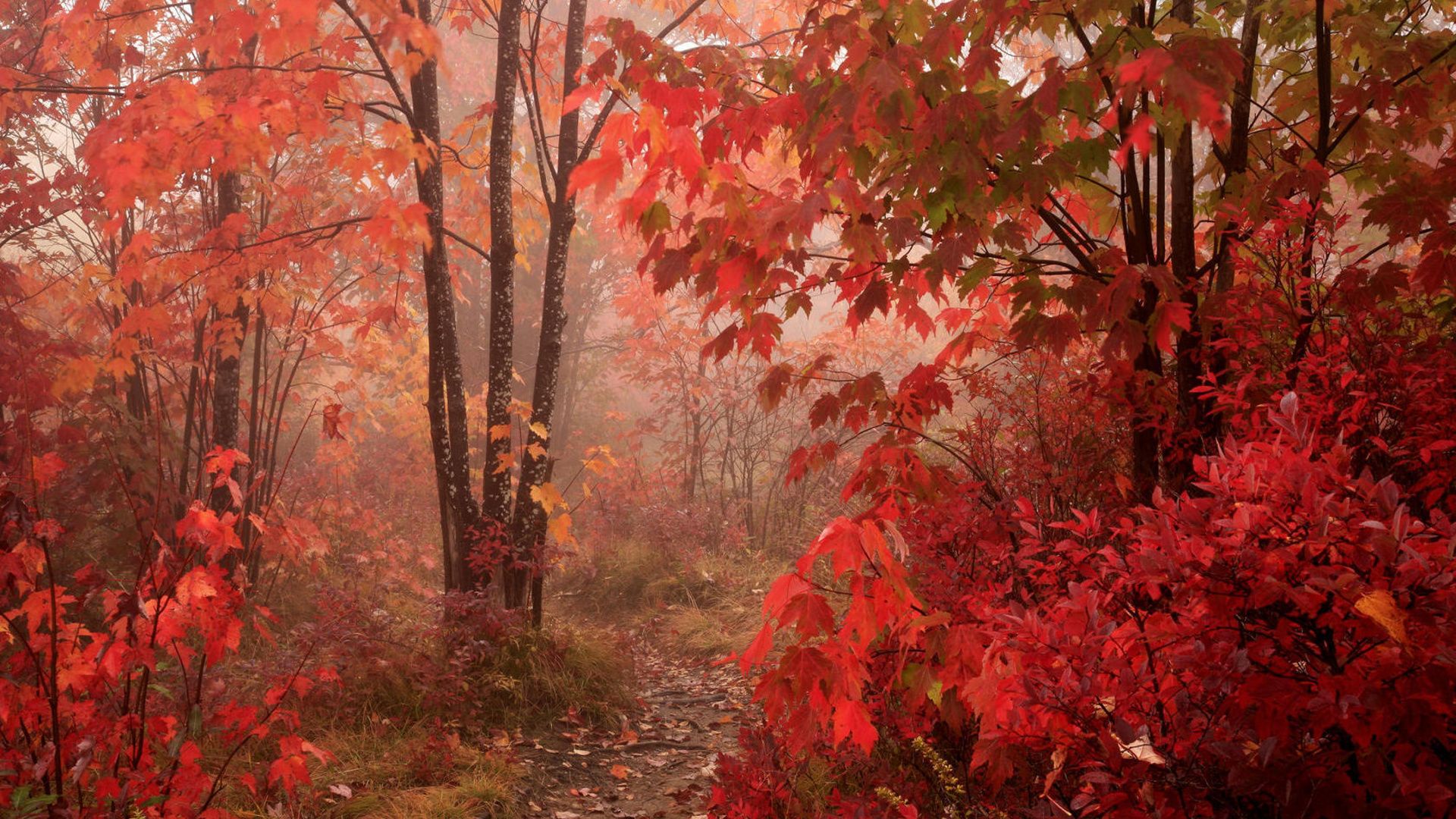 Maple Forest In Autumn