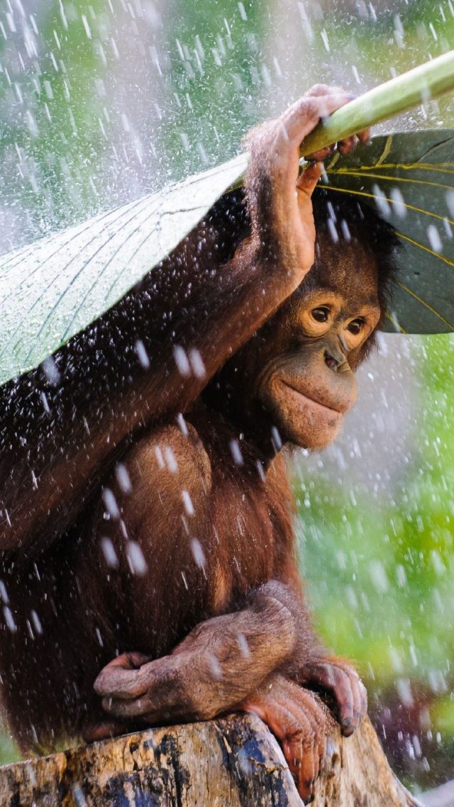 Monkey In The Rain Photo