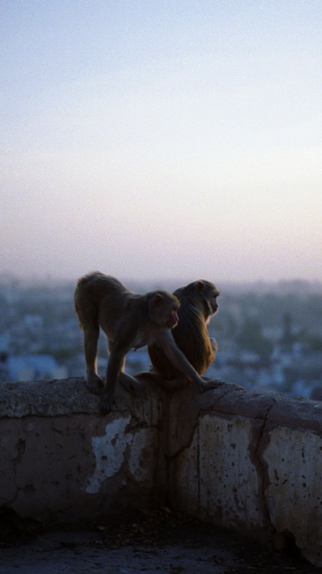 Monkey On The Roof
