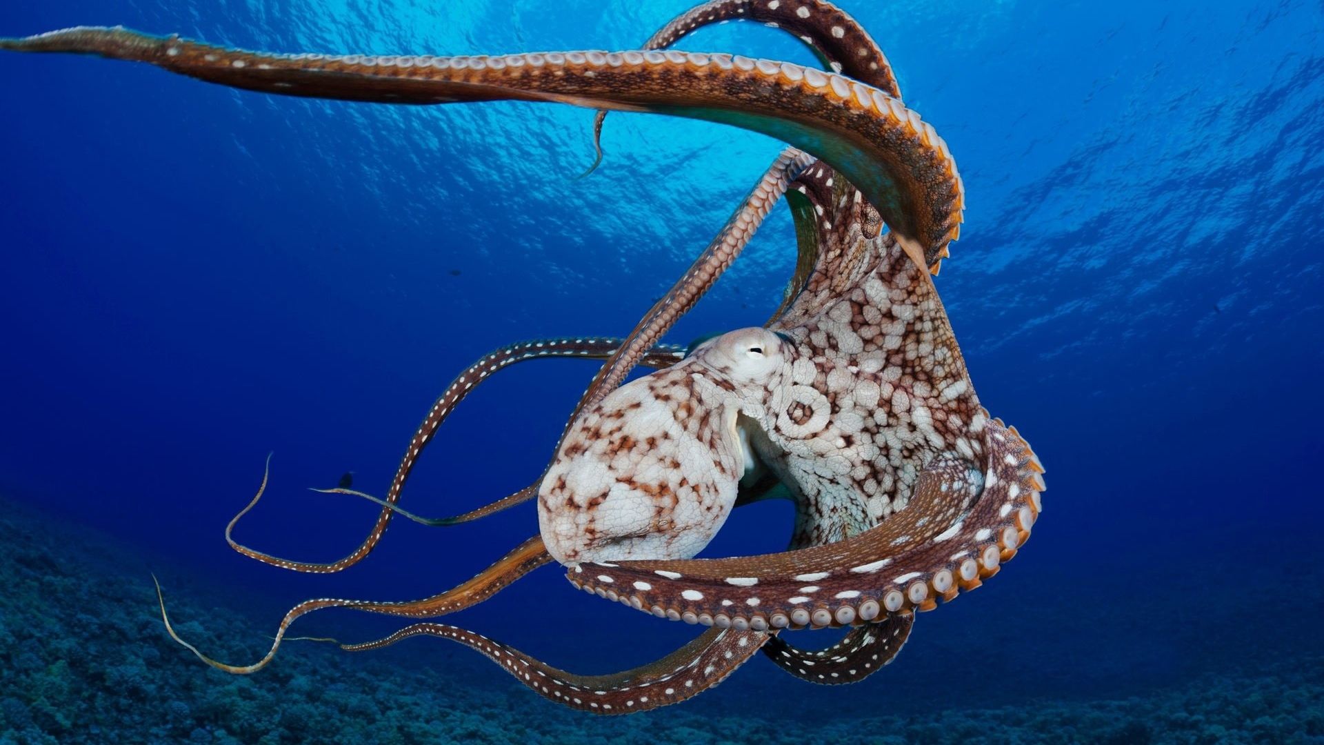 Octopus Photo