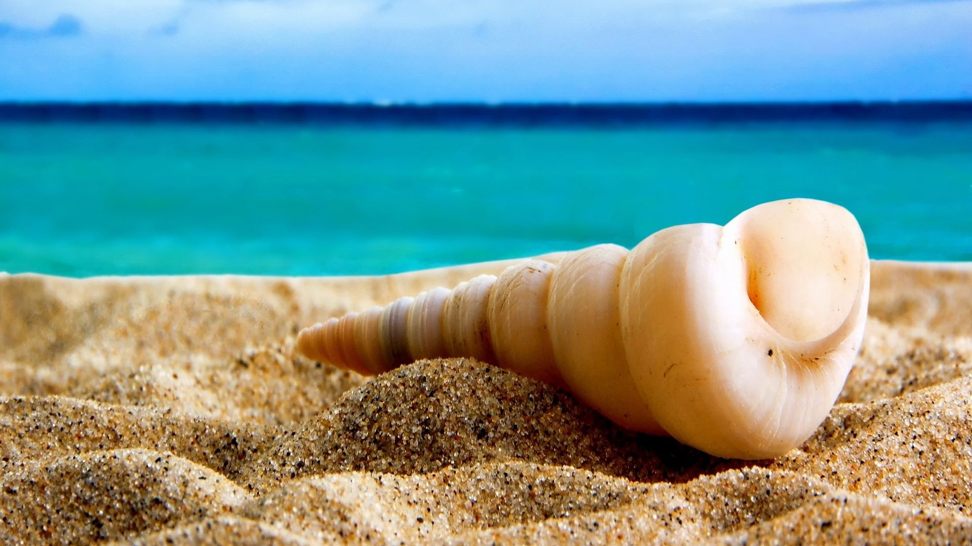 Of Wallpapers Images Of Seashells On The Sand