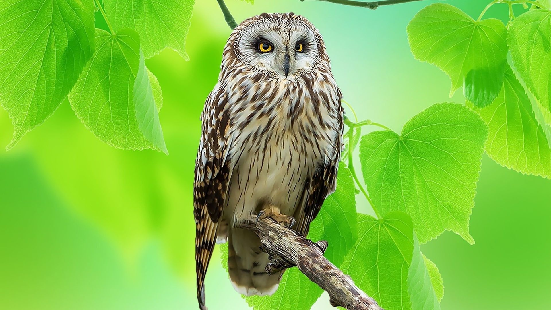 Owl On The Branch