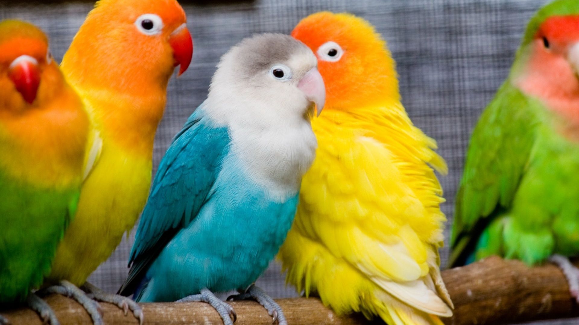 Parrots Lovebird