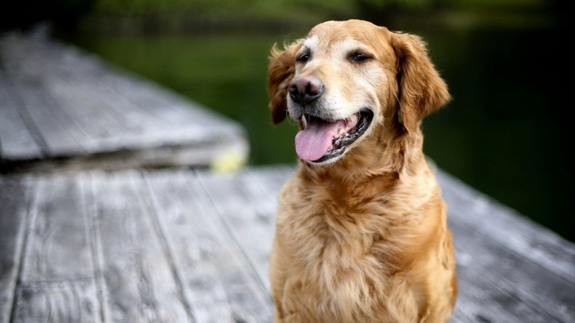 Pet Dog Labrador