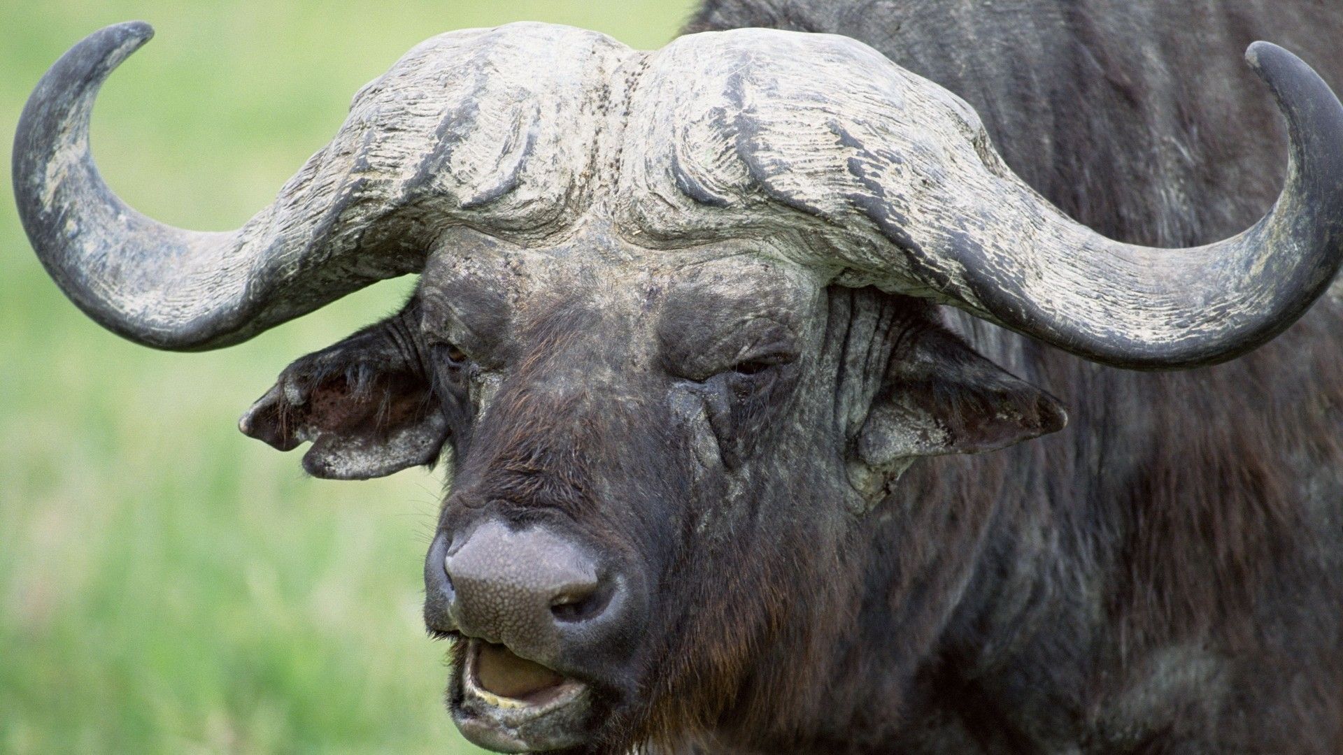 Photo Of A Buffalo With Horns