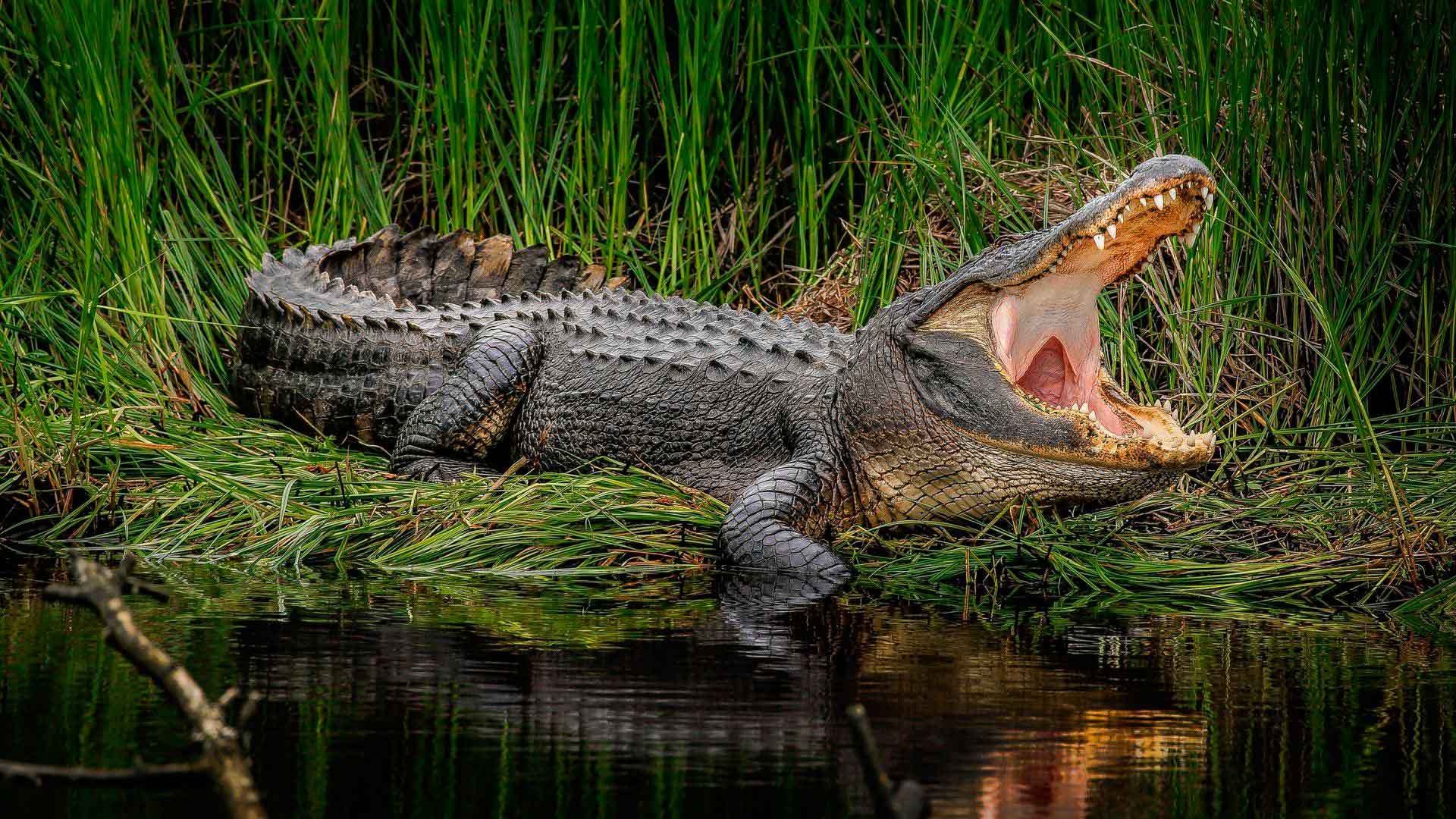 Photo Of Crocodile And Alligator