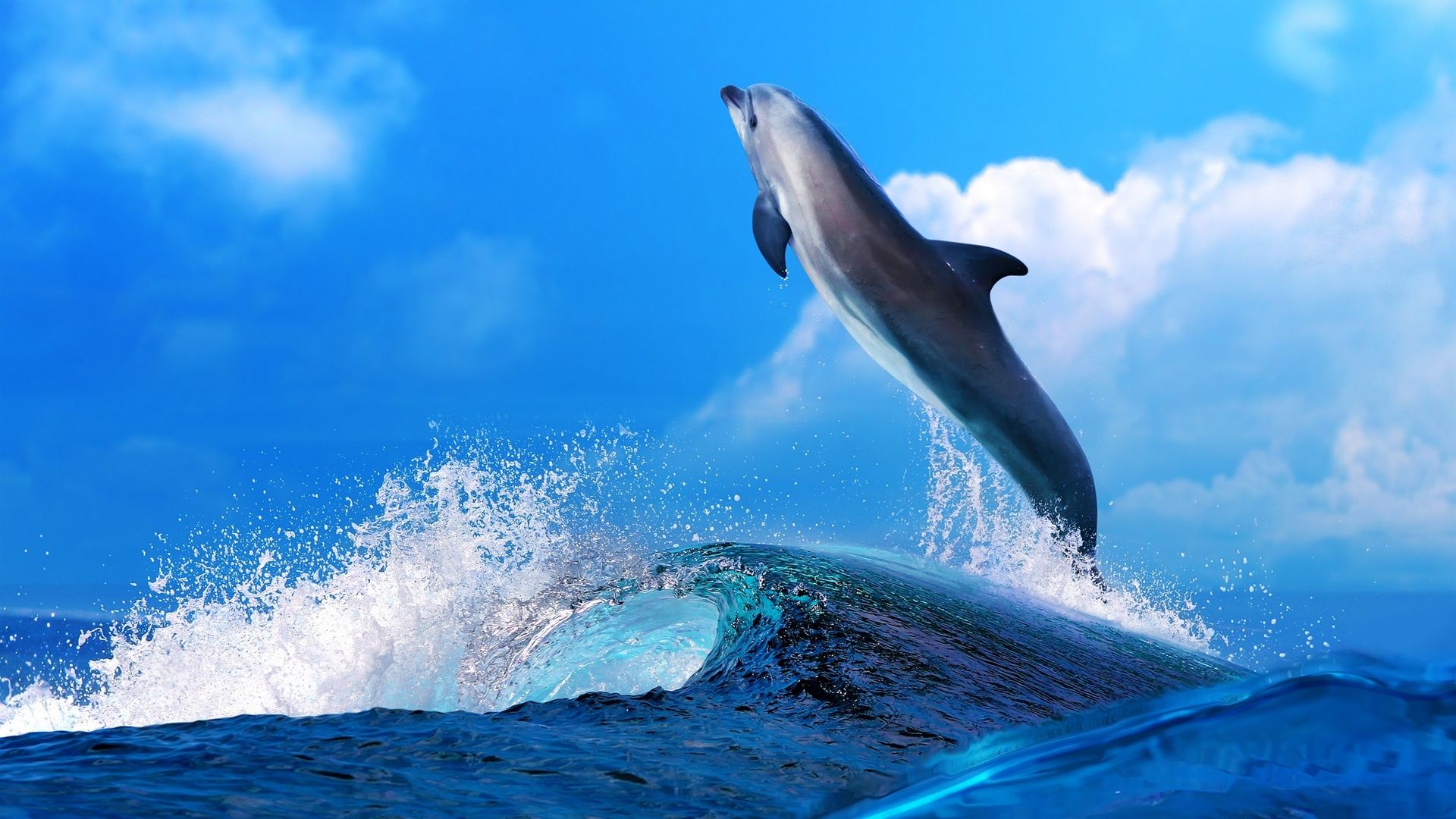 Photo Of Dolphins In The Sea