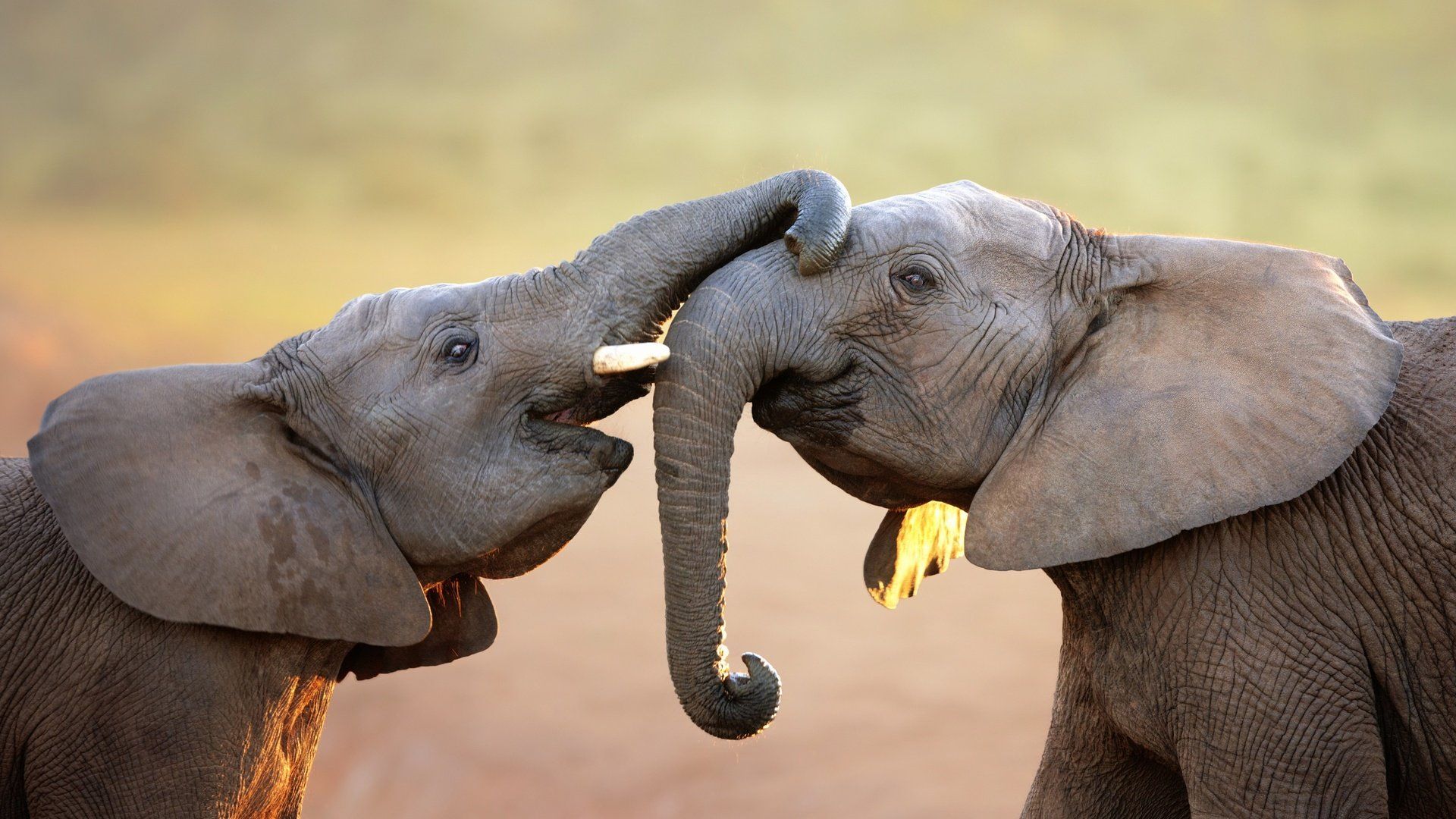 Photo Of Elephants