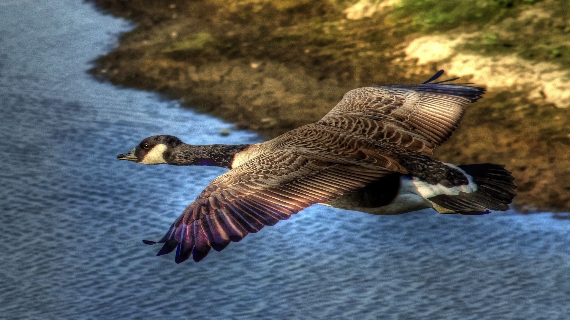 Photo Of Wild Geese In Flight