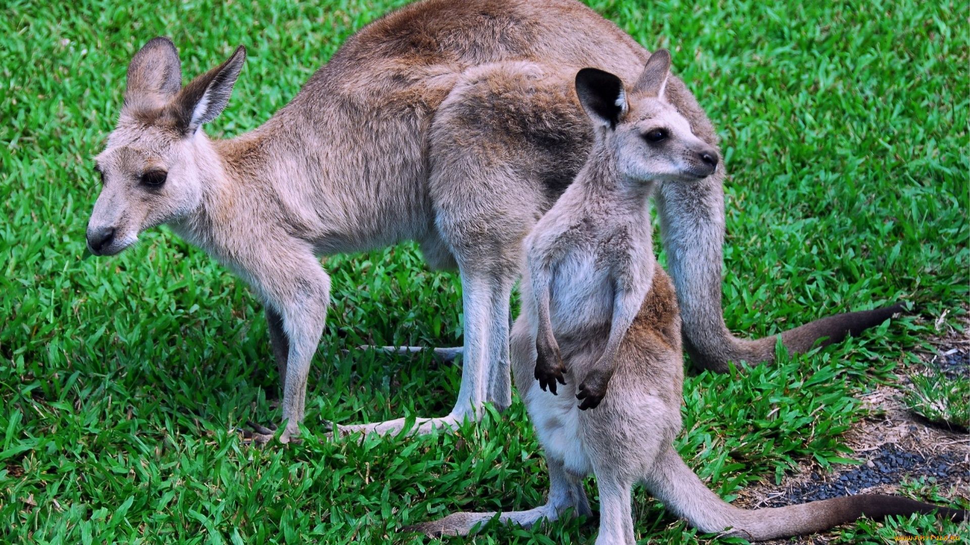 Photo With A Baby Kangaroo