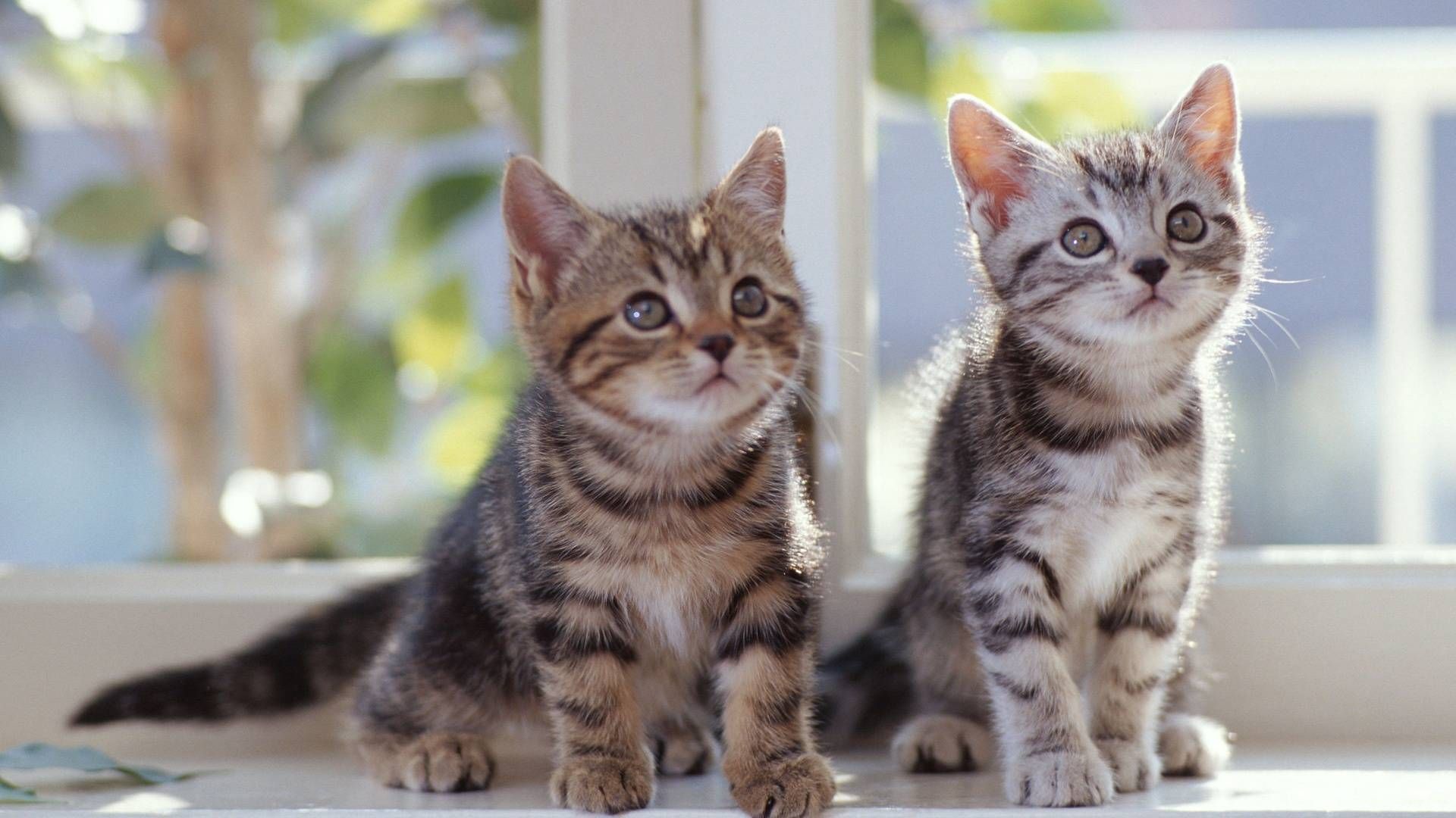 Photos Of Cats And Kittens