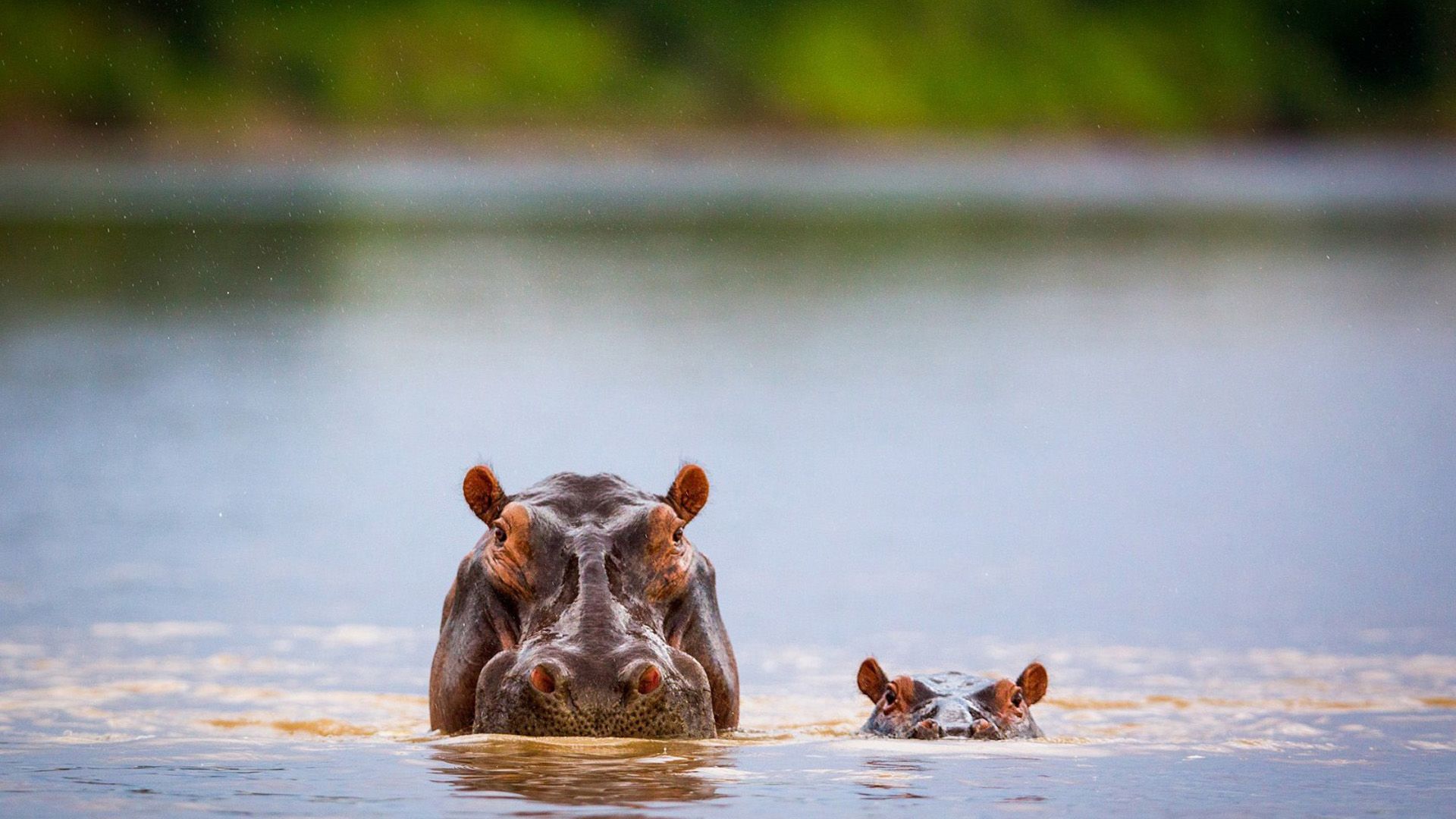 Photos Of Cute Hippo