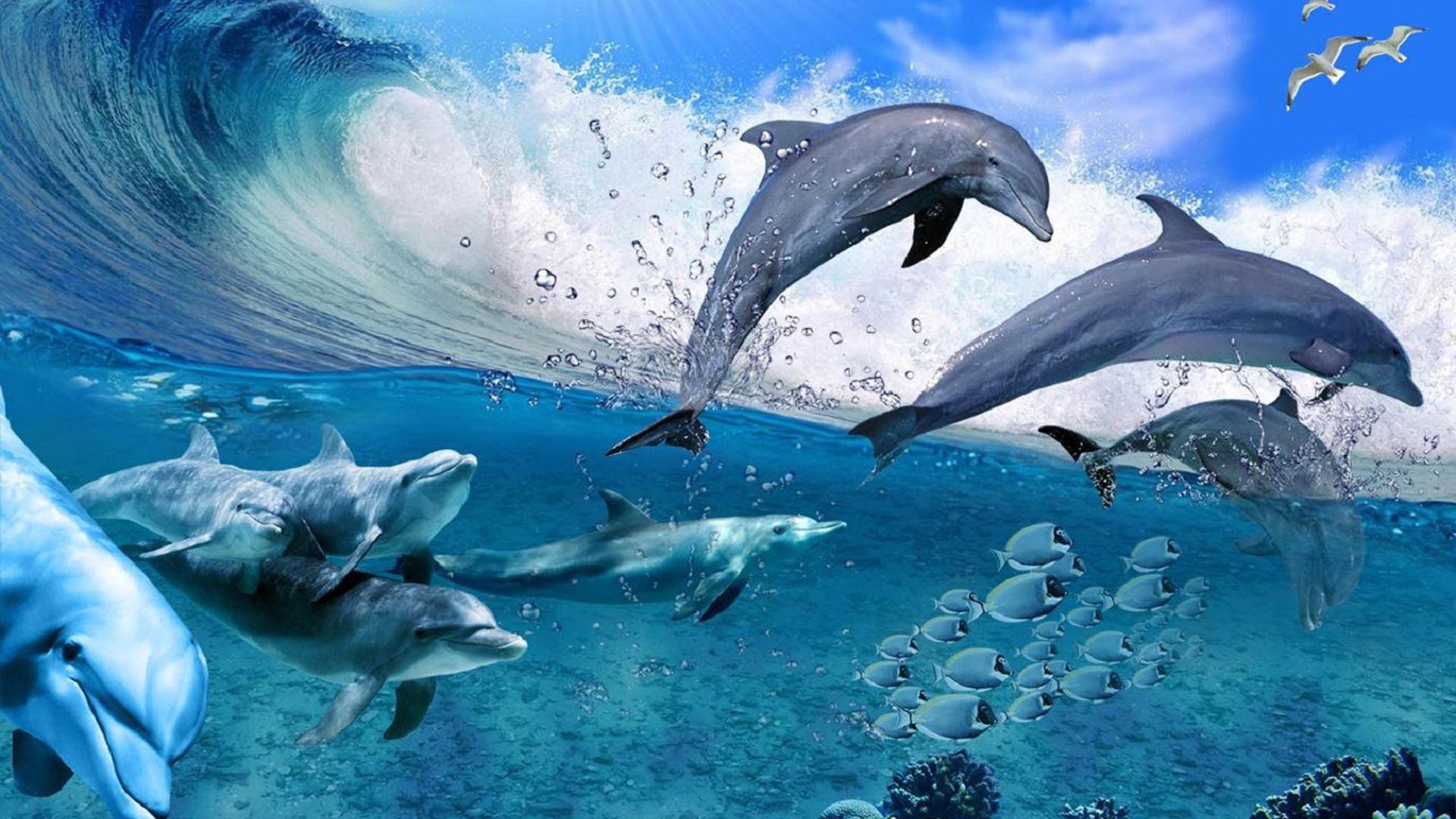 Photos Of Dolphins Beautiful