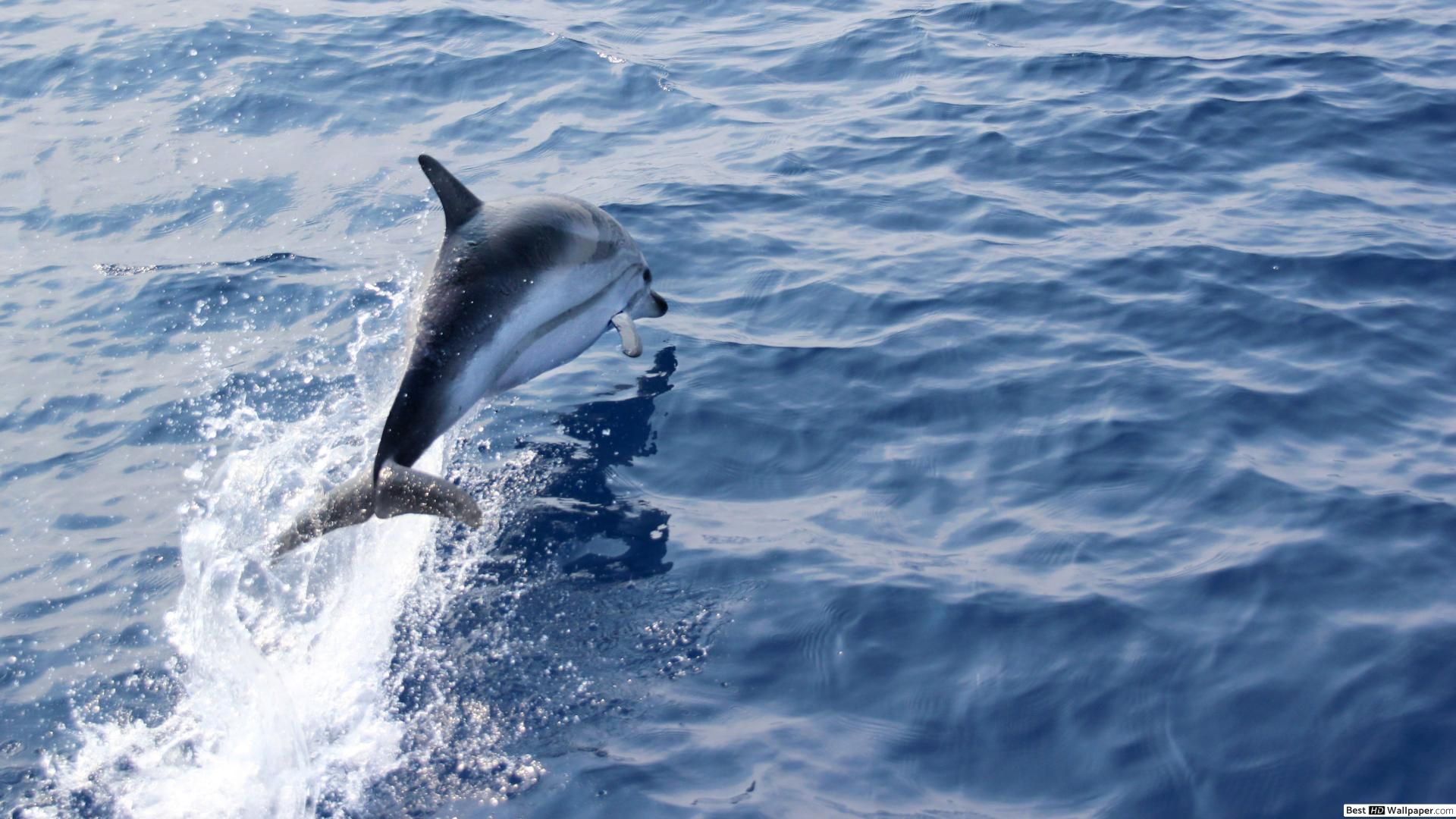Photos Of Sea World Dolphins