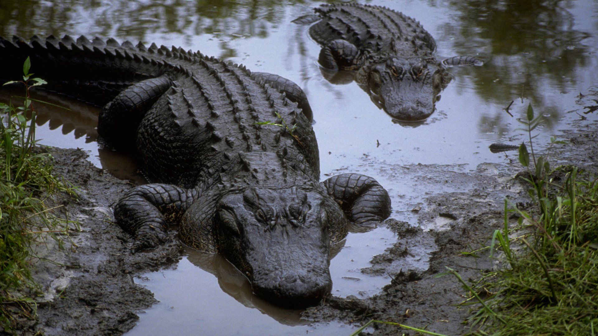Photos Of The Alligator And Crocodile